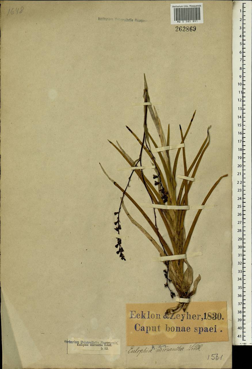 Acrolophia micrantha (Lindl.) Pfitzer, Африка (AFR) (ЮАР)