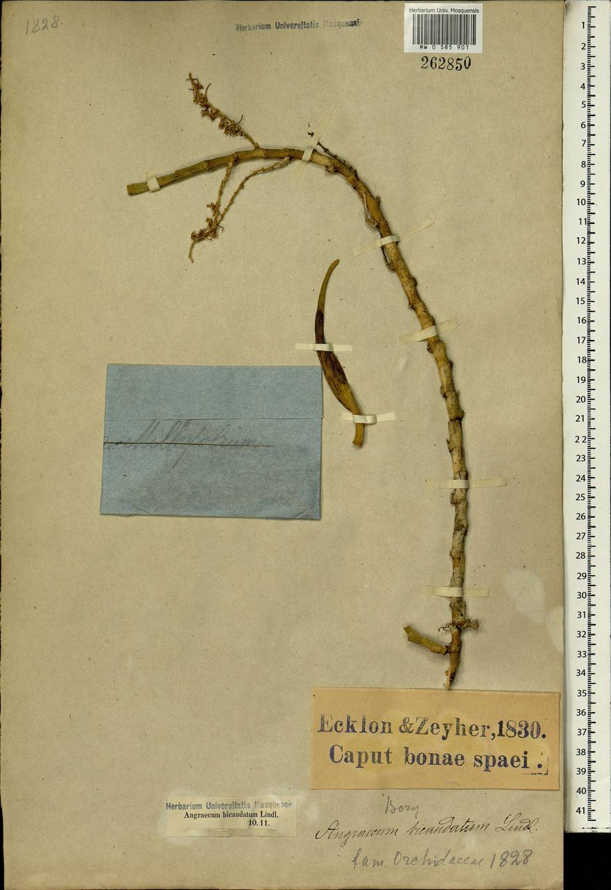 Tridactyle bicaudata (Lindl.) Schltr., Африка (AFR) (ЮАР)