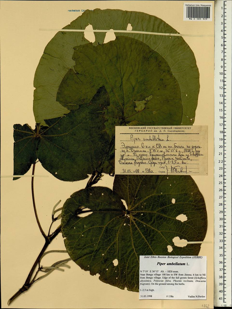 Piper umbellatum L., Африка (AFR) (Эфиопия)
