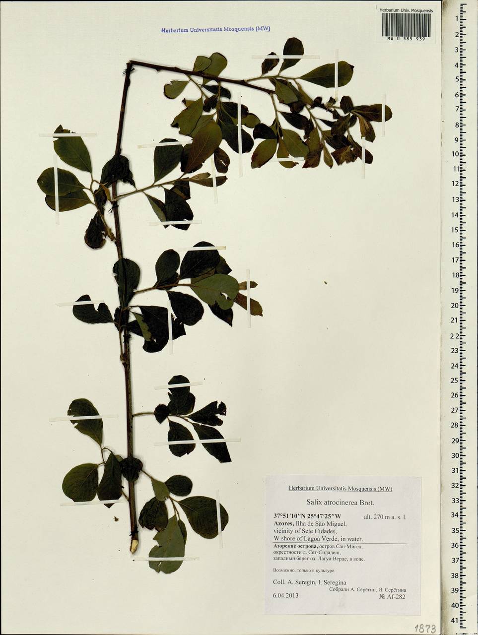 Salix atrocinerea Brot., Африка (AFR) (Португалия)