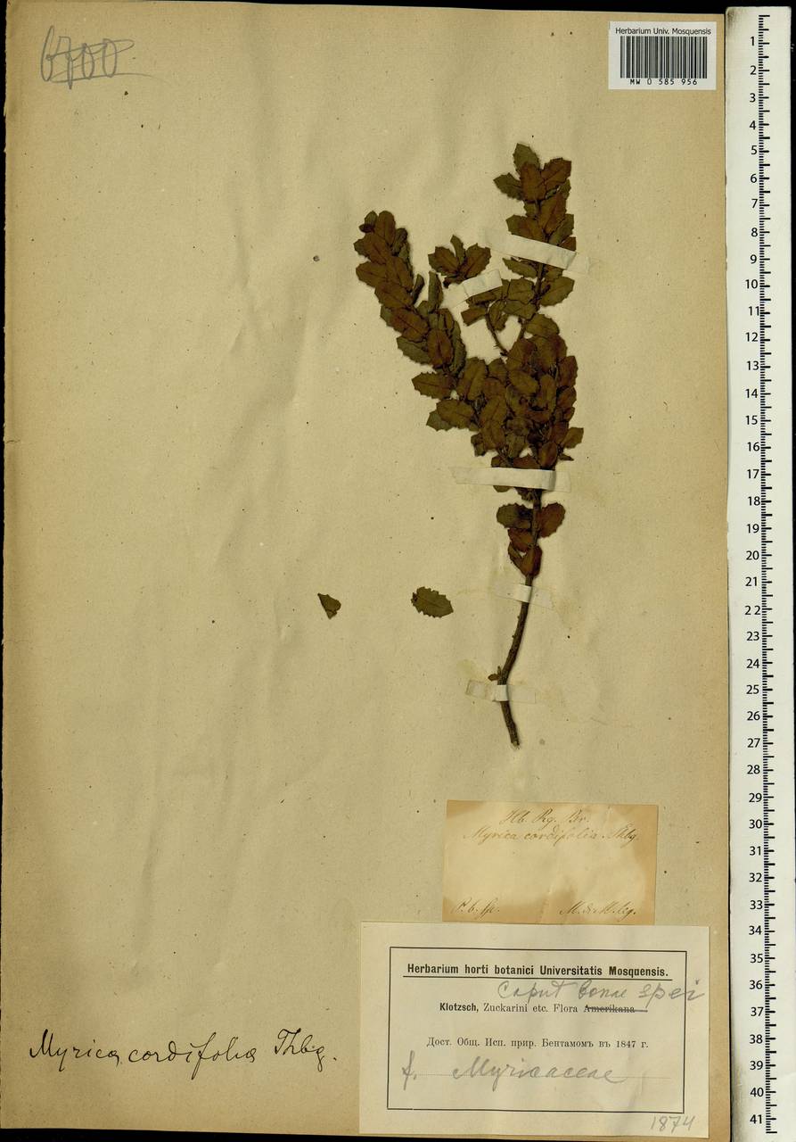 Morella cordifolia (L.) D.J.B. Killick, Африка (AFR) (ЮАР)