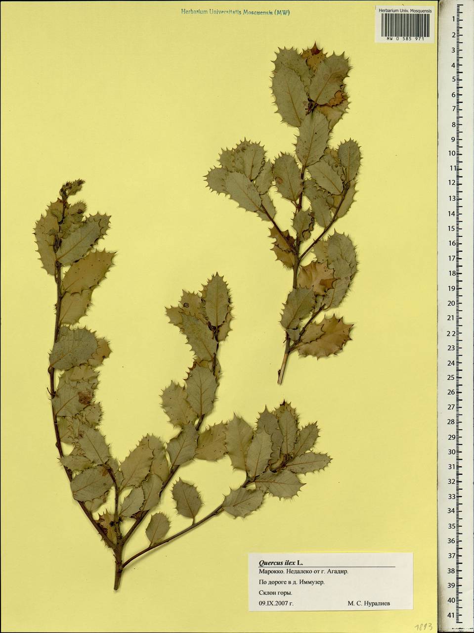 Quercus ilex L., Африка (AFR) (Марокко)