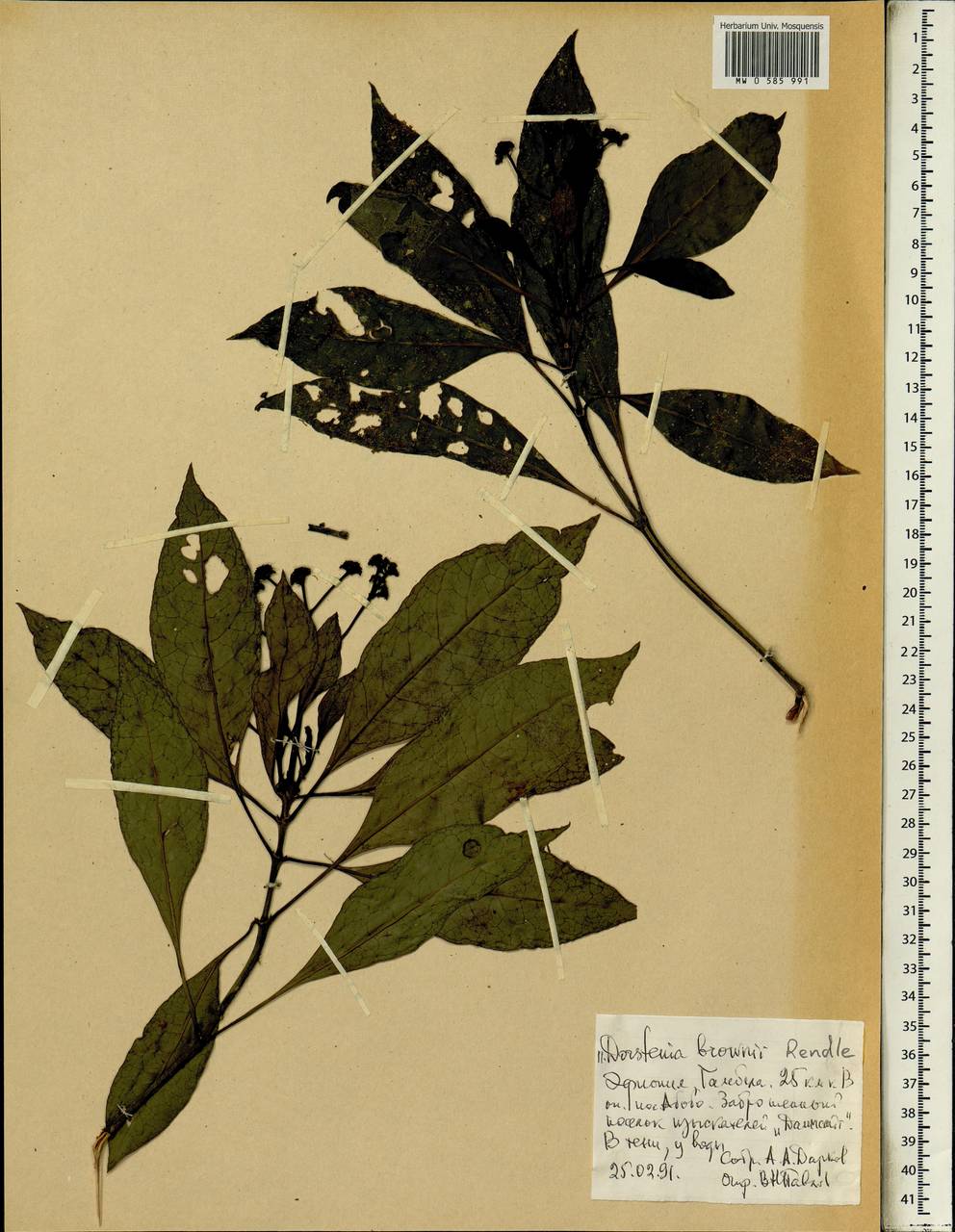 Dorstenia brownii Rendle, Африка (AFR) (Эфиопия)