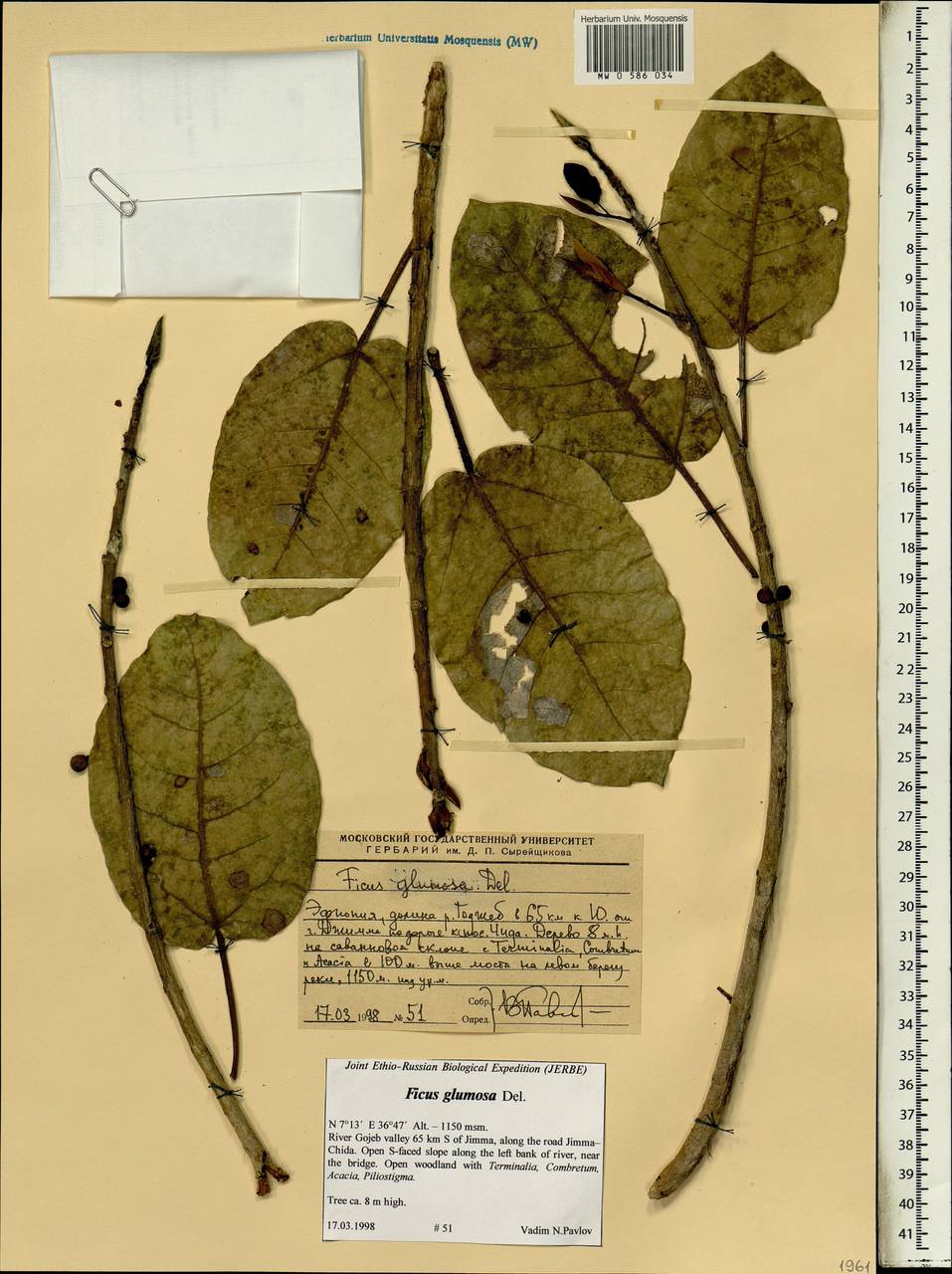 Ficus glumosa Del., Африка (AFR) (Эфиопия)