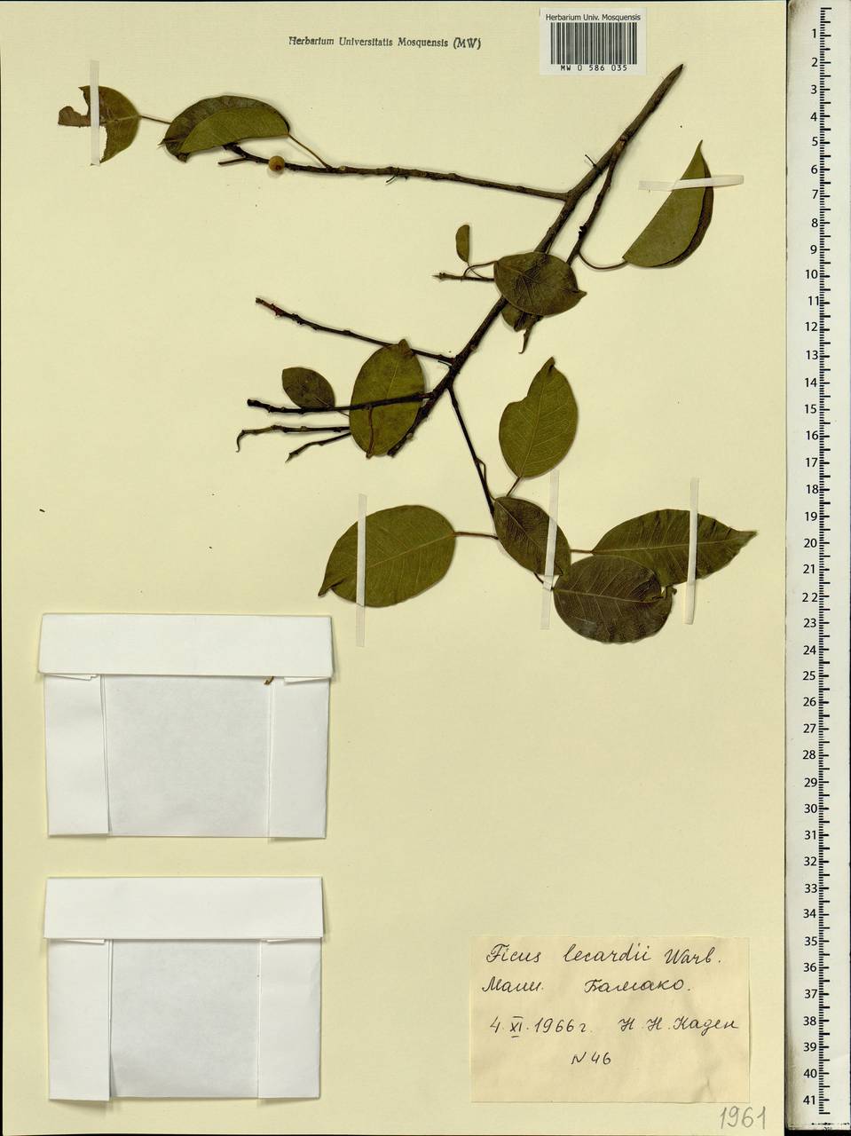 Ficus cordata subsp. lecardii (Warb.) Berg, Африка (AFR) (Мали)