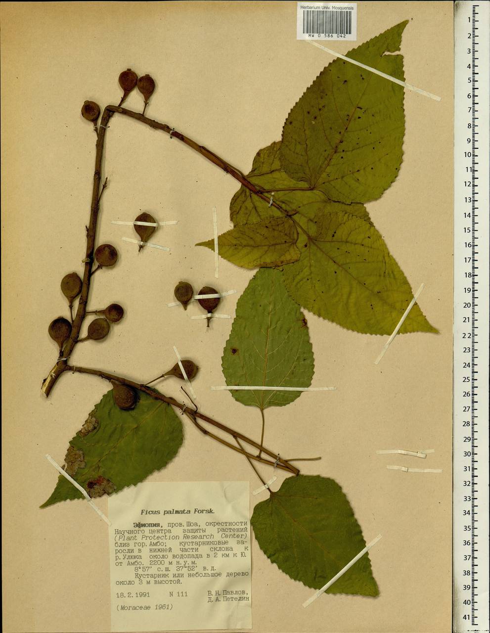 Фикус дланевидный, Африка (AFR) (Эфиопия)