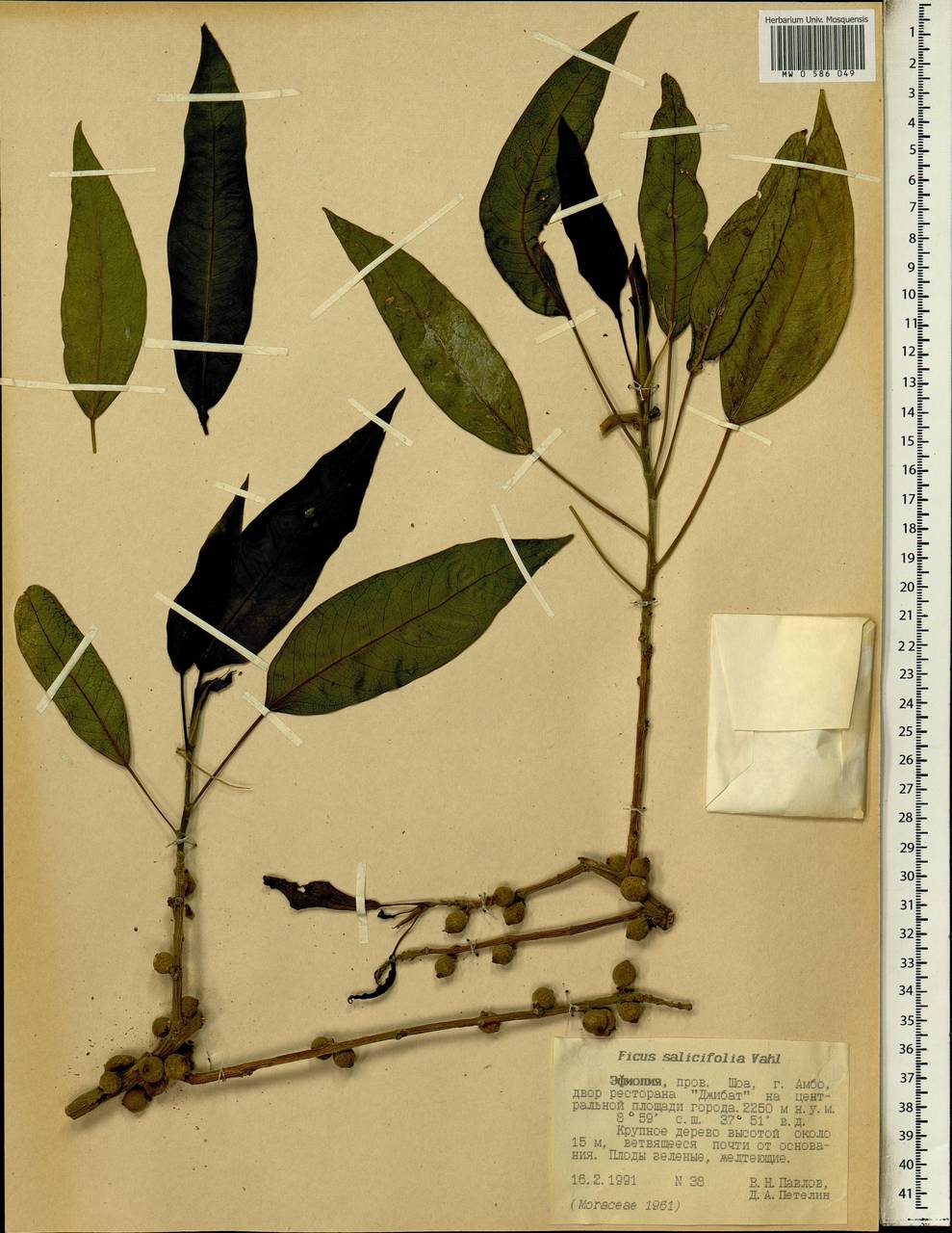 Ficus cordata subsp. salicifolia (Vahl) C. C. Berg, Африка (AFR) (Эфиопия)