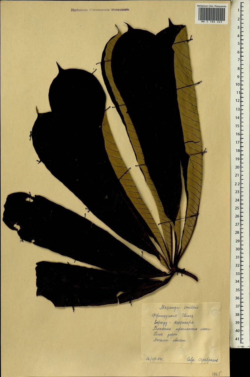 Musanga cecropioides R. Br. apud Tedlie, Африка (AFR) (Гвинея)