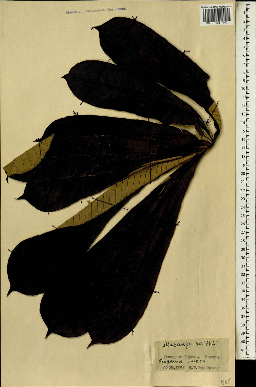 Musanga cecropioides R. Br. apud Tedlie, Африка (AFR) (Гвинея)