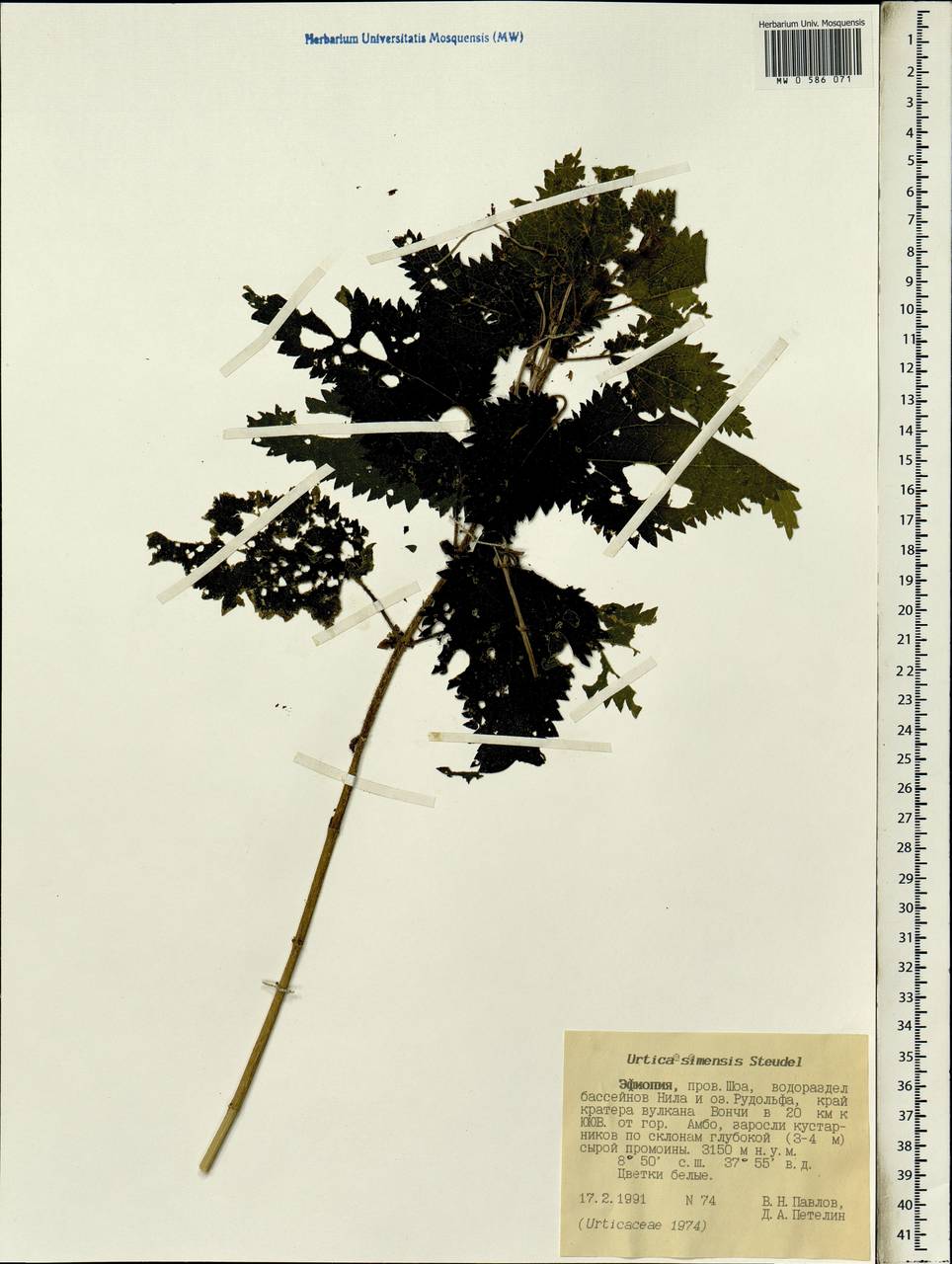 Urtica simensis Hochst. ex A. Rich., Африка (AFR) (Эфиопия)