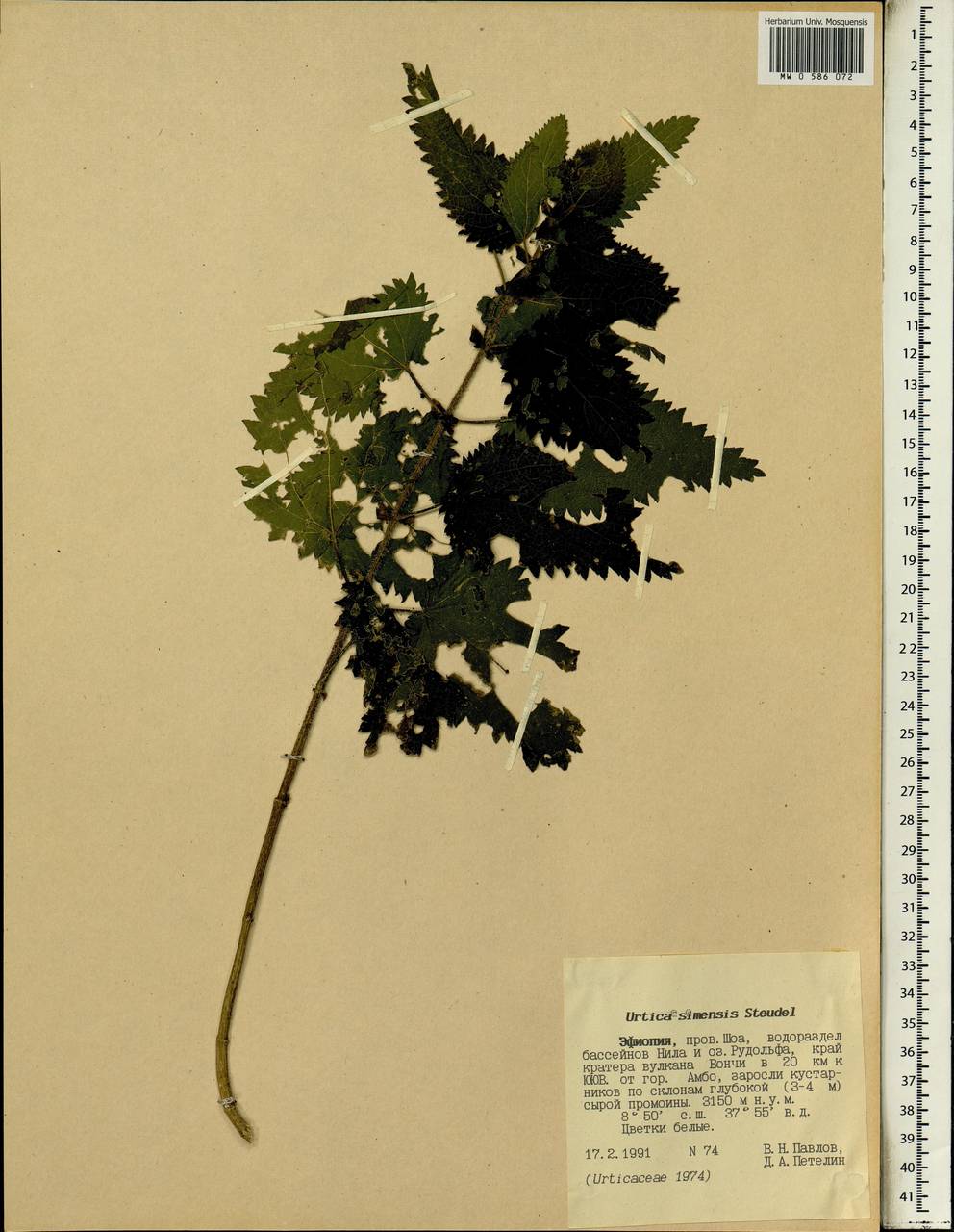 Urtica simensis Hochst. ex A. Rich., Африка (AFR) (Эфиопия)