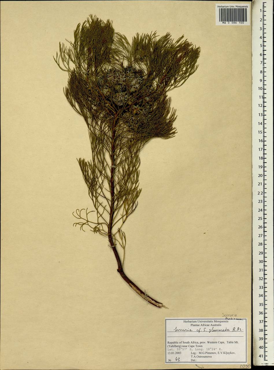 Serruria glomerata (L.) R. Br., Африка (AFR) (ЮАР)