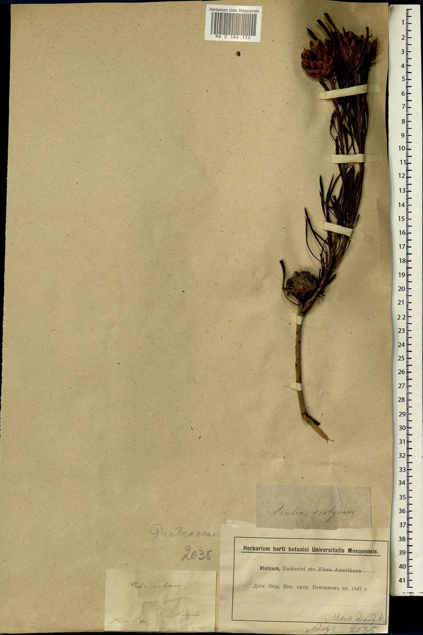 Protea scolymocephala (L.) Reichard, Африка (AFR) (ЮАР)