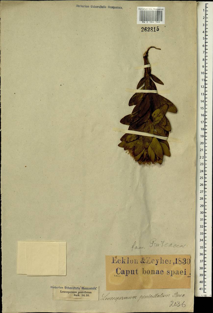 Leucospermum penicillatum, Африка (AFR) (ЮАР)