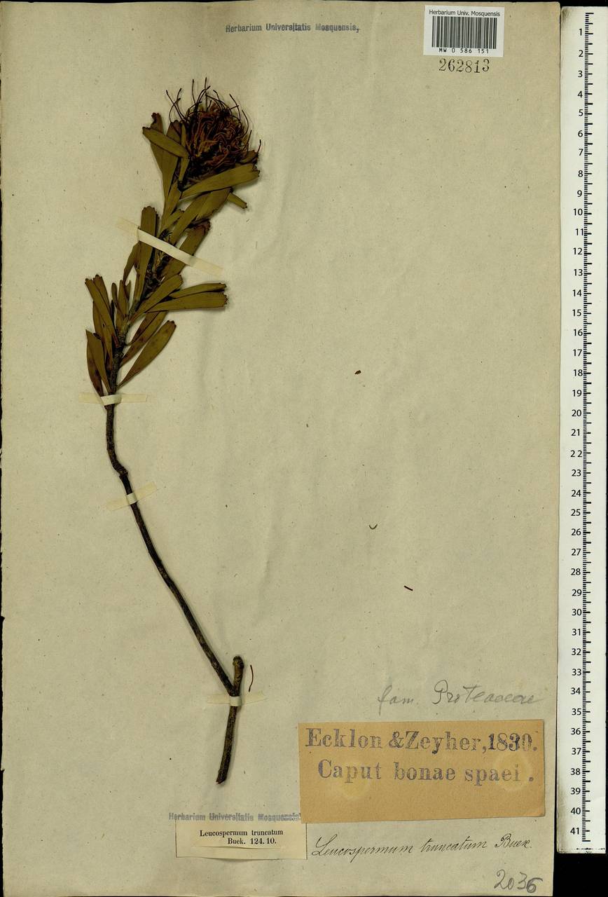 Leucospermum truncatum (Buek ex Meissn.) Rourke, Африка (AFR) (ЮАР)