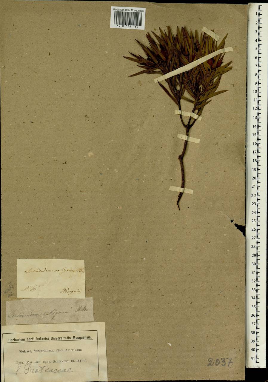 Leucadendron xanthoconus (Kuntze) K. Schum., Африка (AFR) (ЮАР)