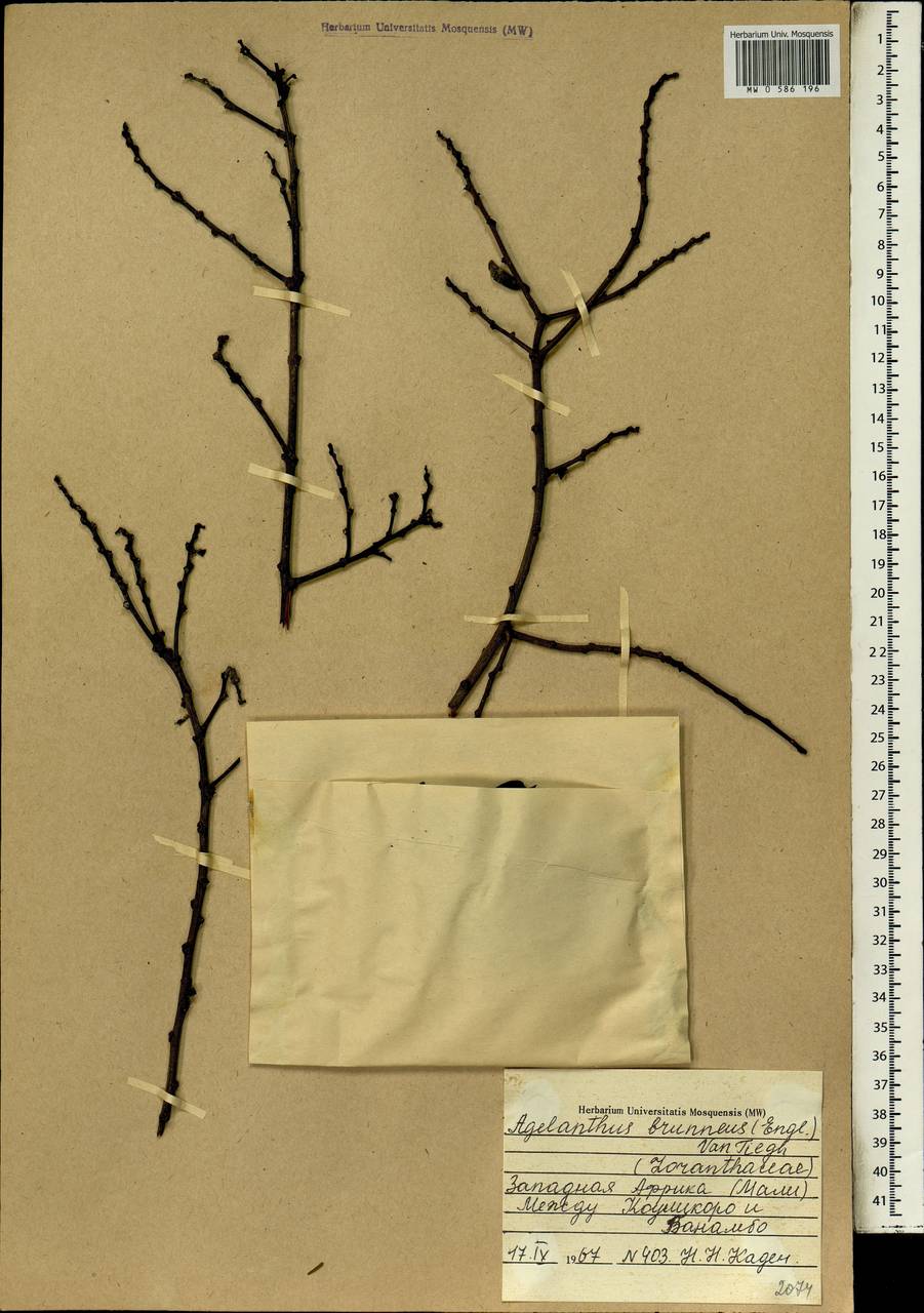 Agelanthus brunneus (Engl.) van Tiegh., Африка (AFR) (Мали)