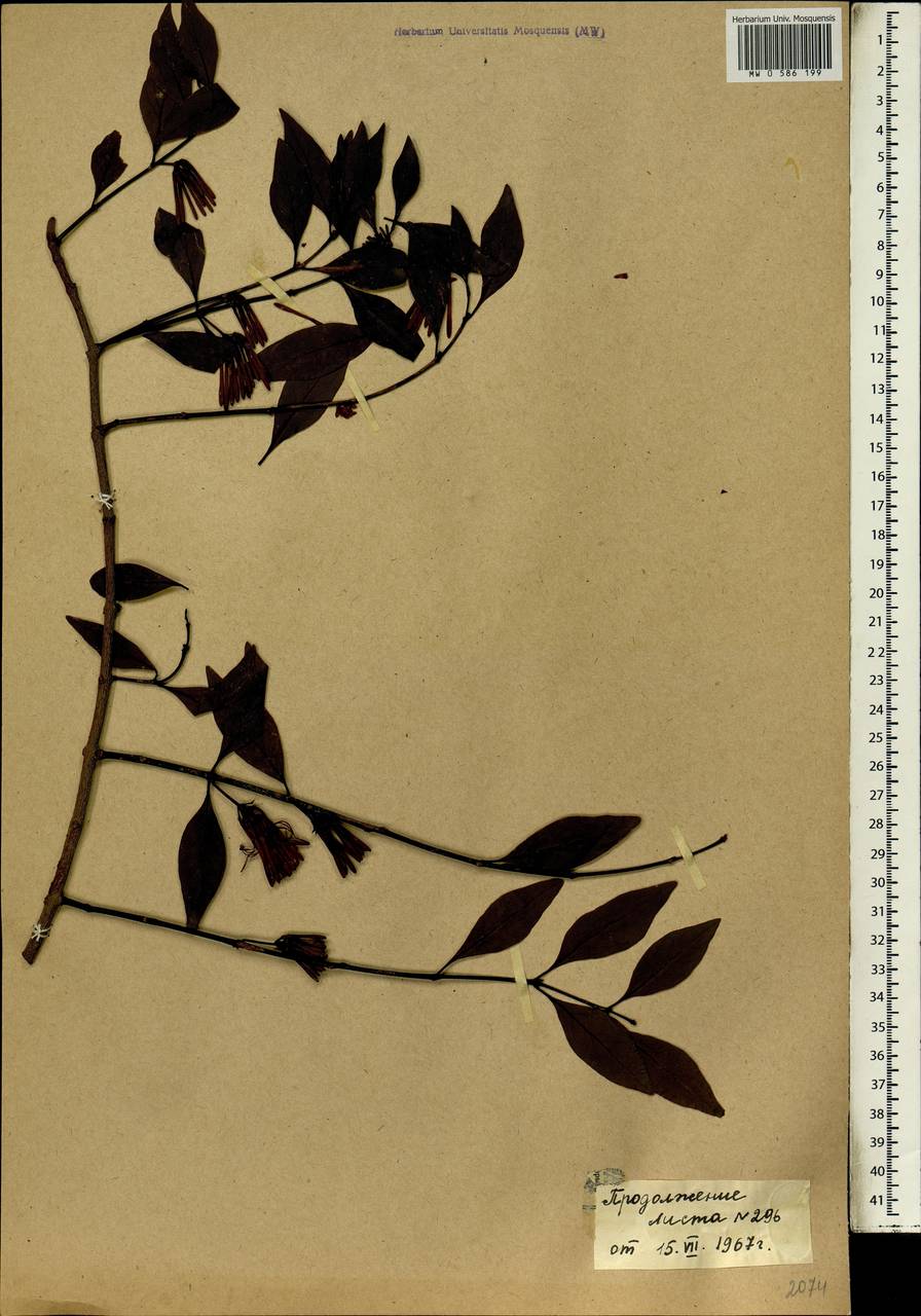 Agelanthus brunneus (Engl.) van Tiegh., Африка (AFR) (Мали)
