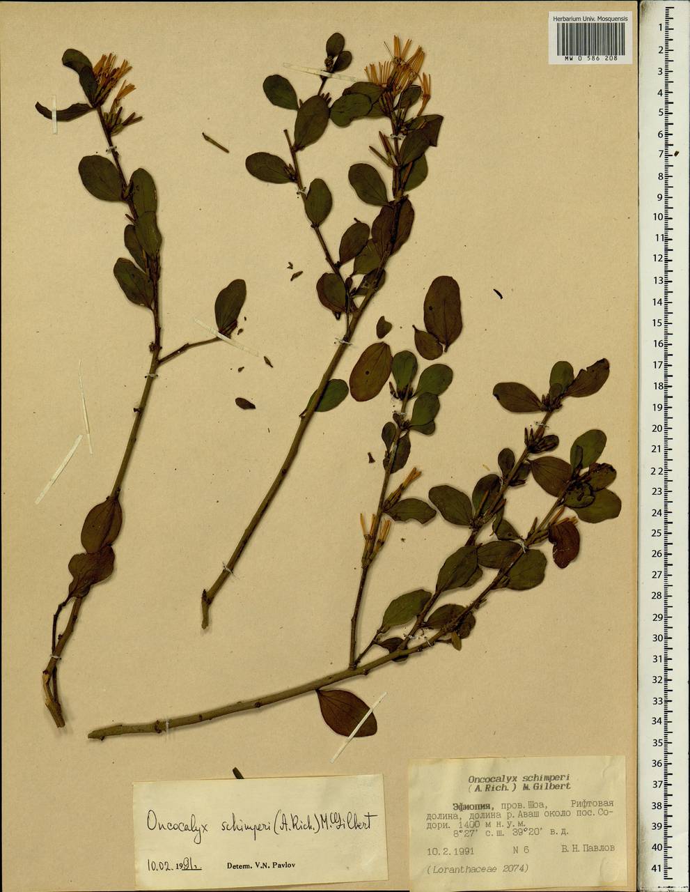 Oncocalyx schimperi (Hochst. ex A. Rich.) M.G. Gilbert, Африка (AFR) (Эфиопия)