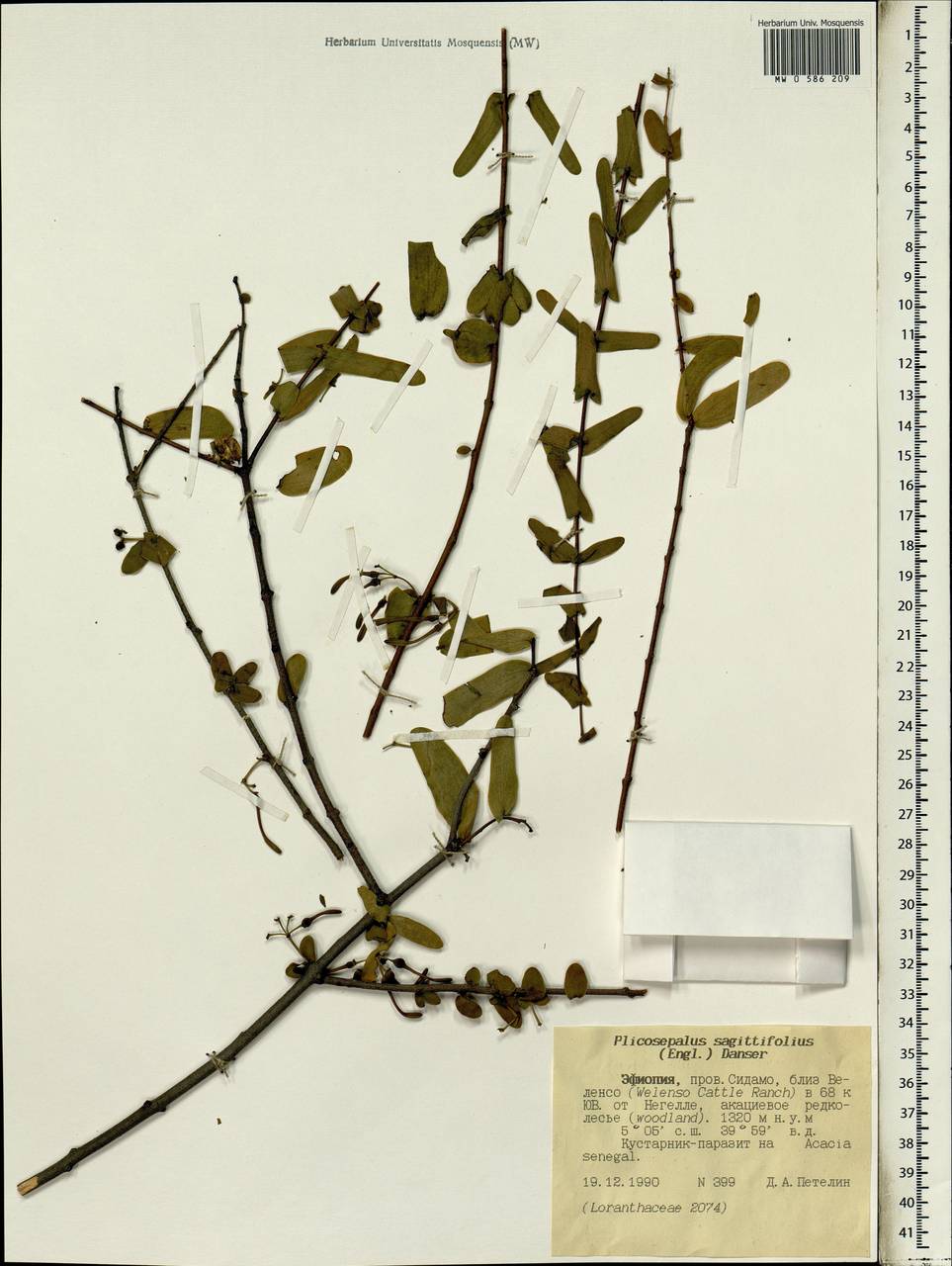 Plicosepalus sagittifolius (Sprague) Danser, Африка (AFR) (Эфиопия)