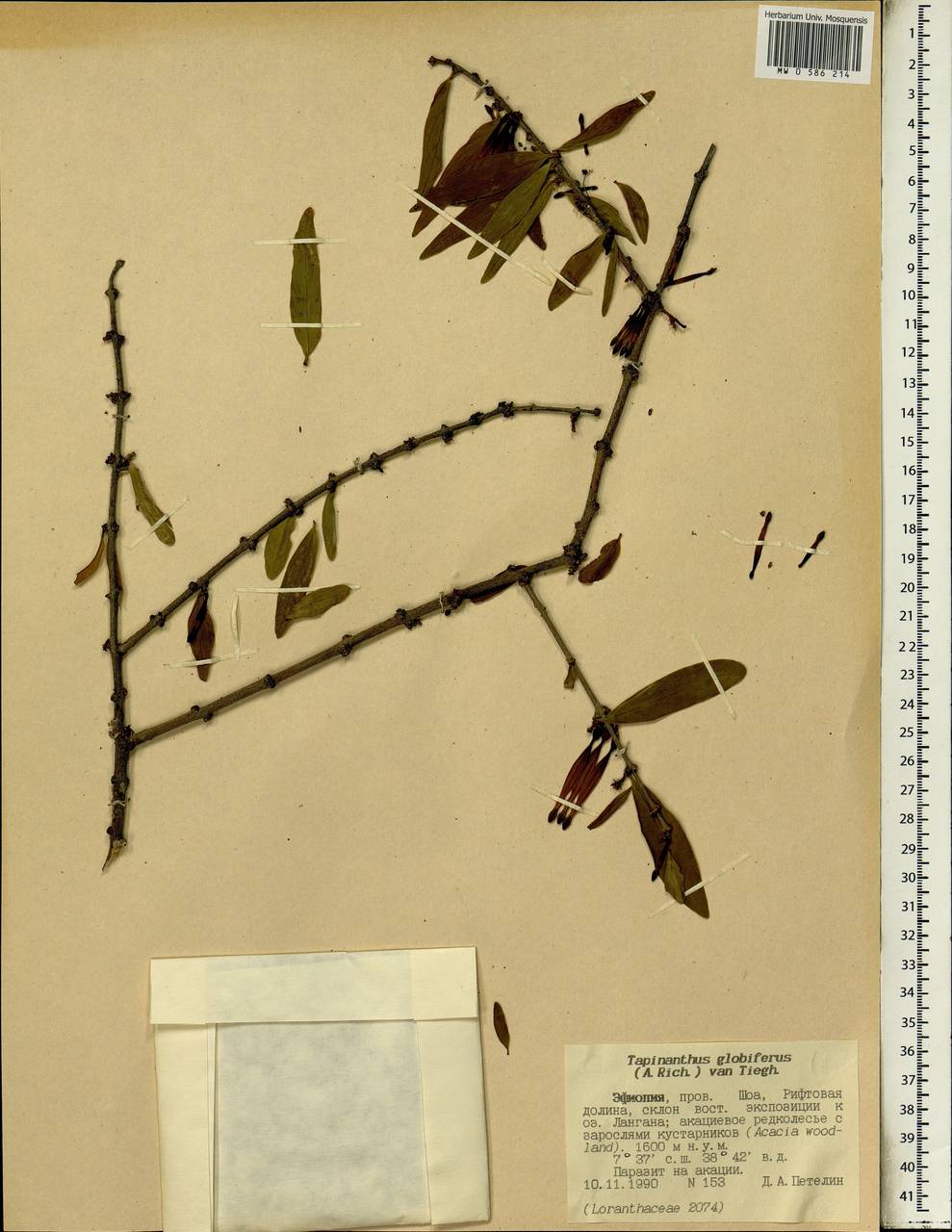 Tapinanthus globiferus (A. Rich.) van Tiegh., Африка (AFR) (Эфиопия)