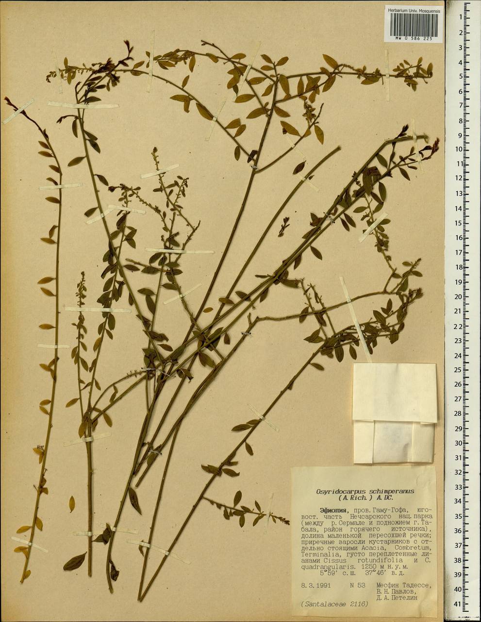 Osyridicarpos schimperianus (Hochst. ex A. Rich.) A. DC., Африка (AFR) (Эфиопия)