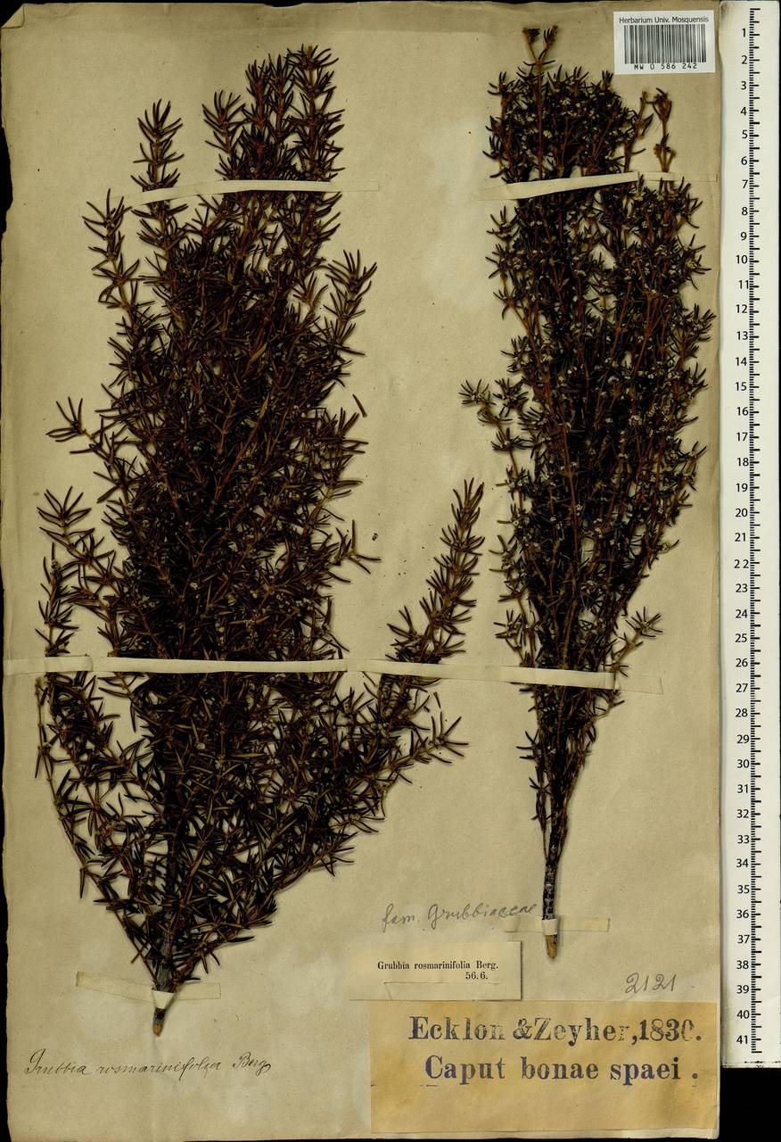 Grubbia rosmarinifolia, Африка (AFR) (ЮАР)