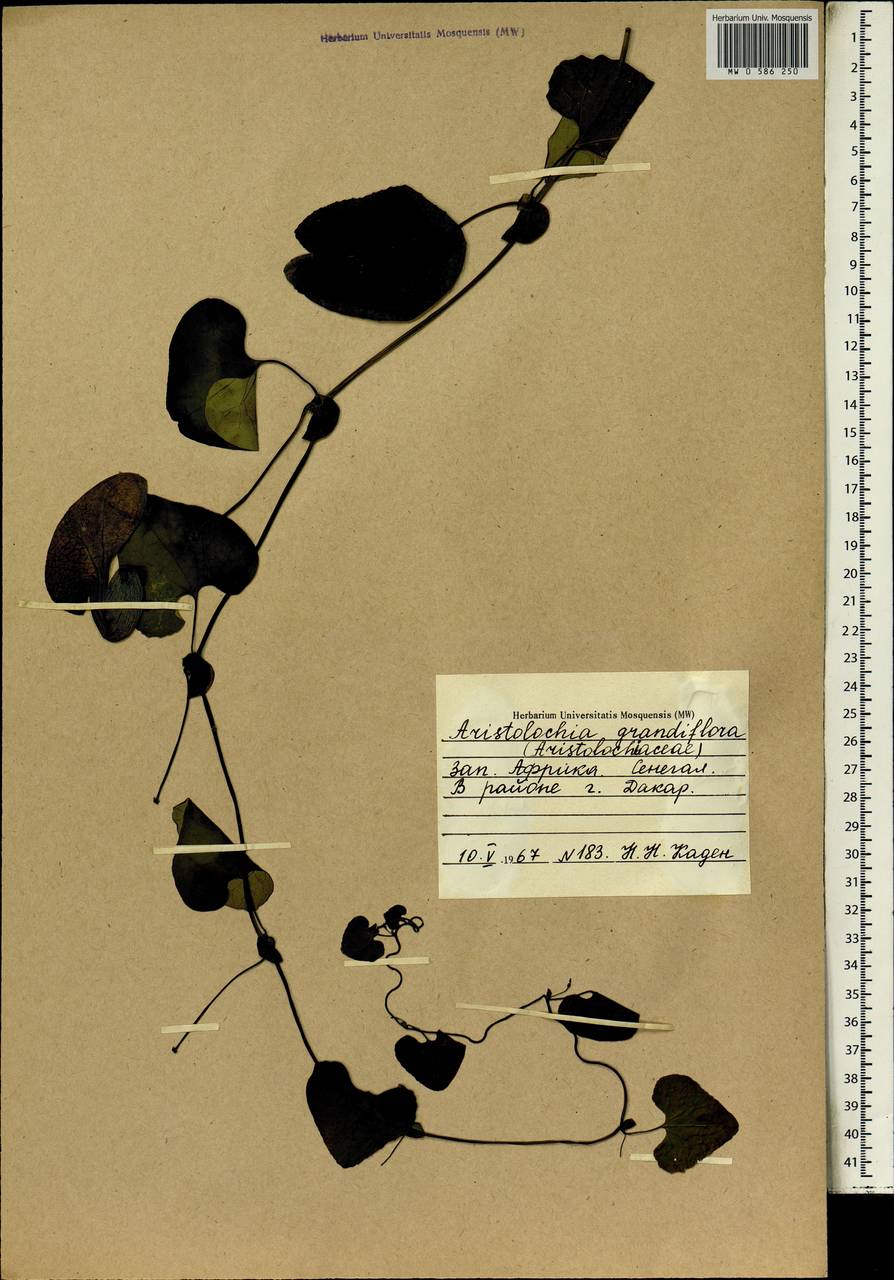 Aristolochia grandiflora Sw., Африка (AFR) (Сенегал)