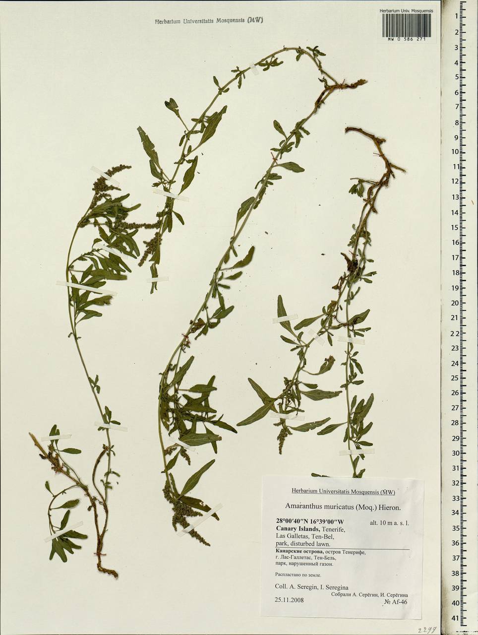 Amaranthus muricatus (Moq.) Hieron., Африка (AFR) (Испания)