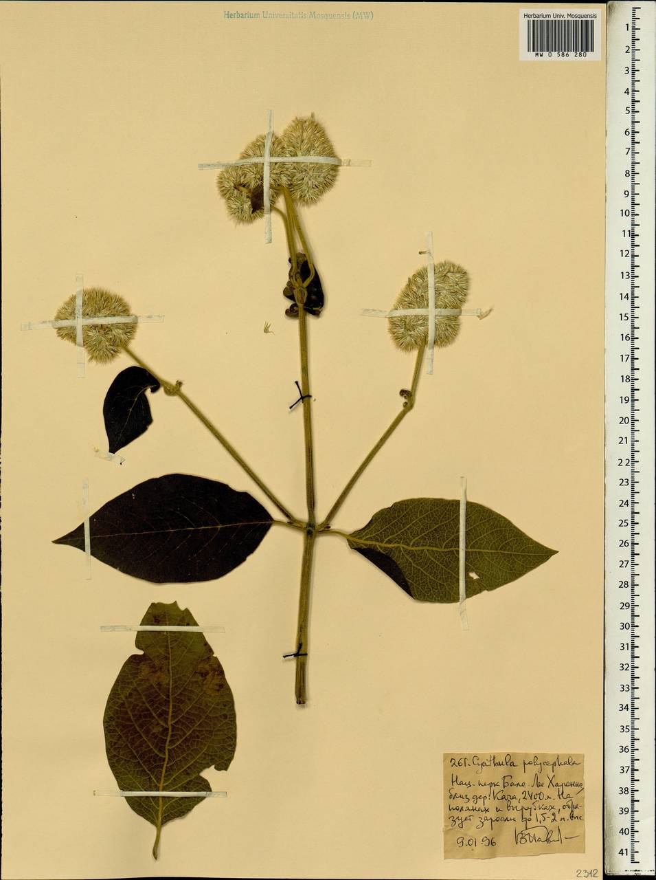 Cyathula polycephala Baker, Африка (AFR) (Эфиопия)