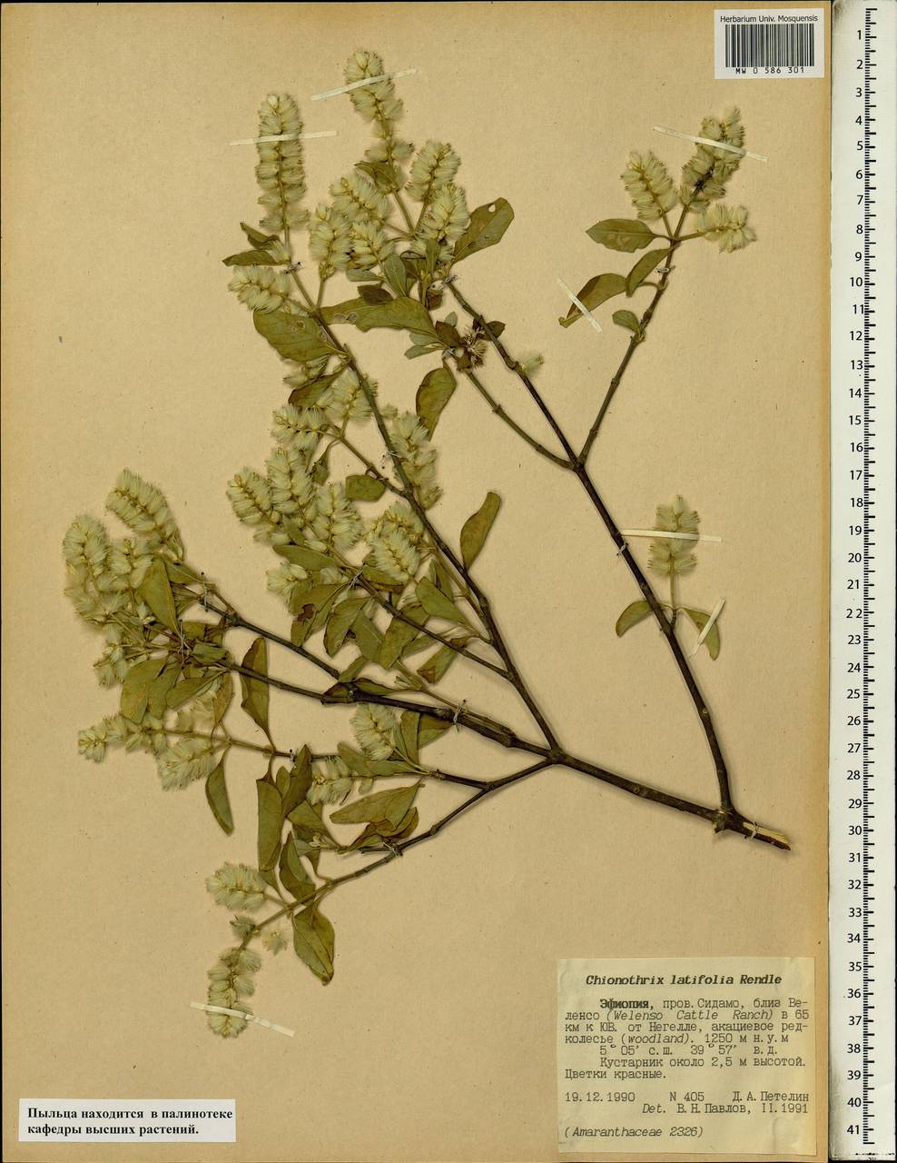 Chionothrix latifolia Rendle, Африка (AFR) (Эфиопия)