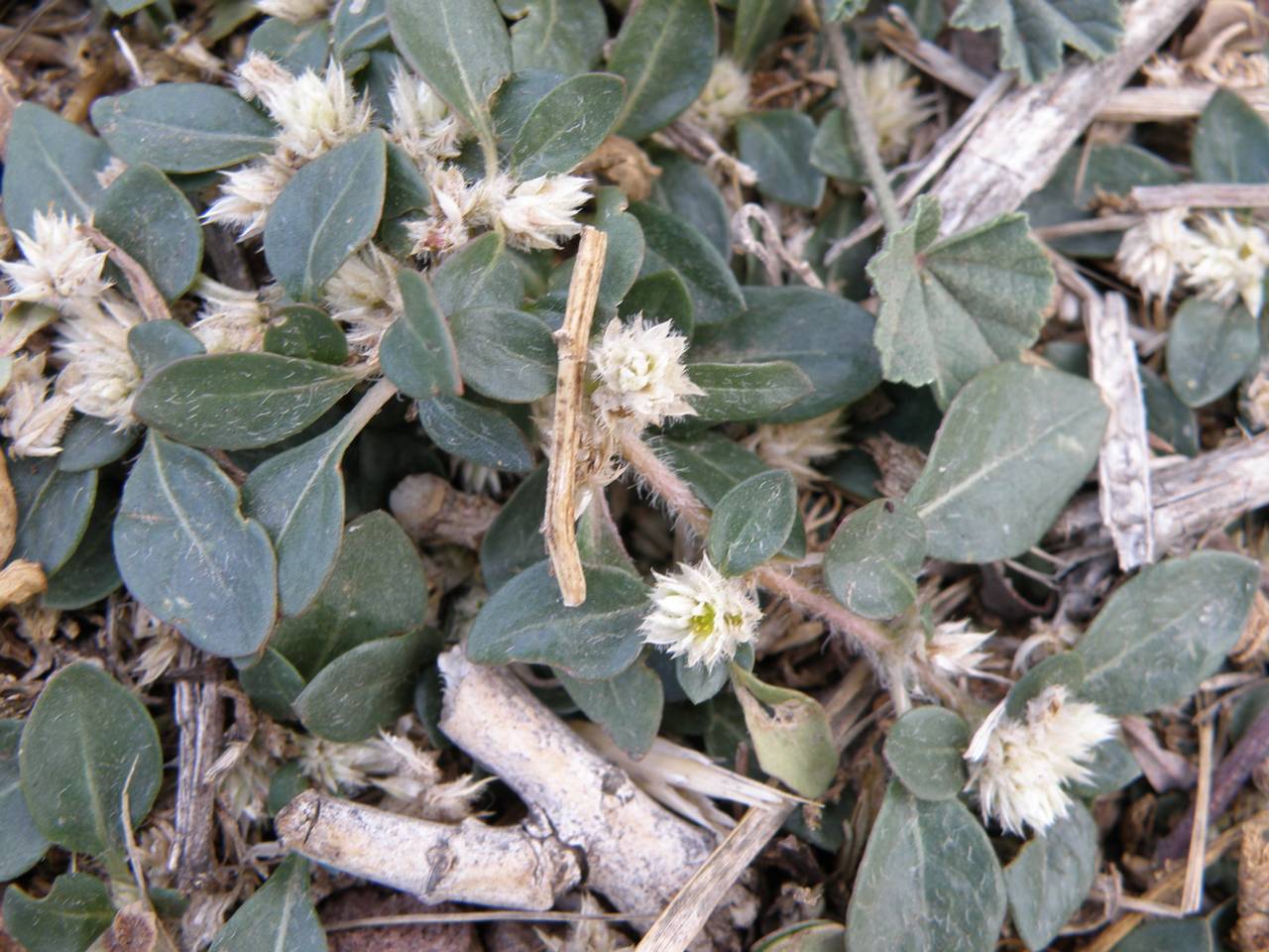 Alternanthera caracasana Kunth, Африка (AFR) (Испания)