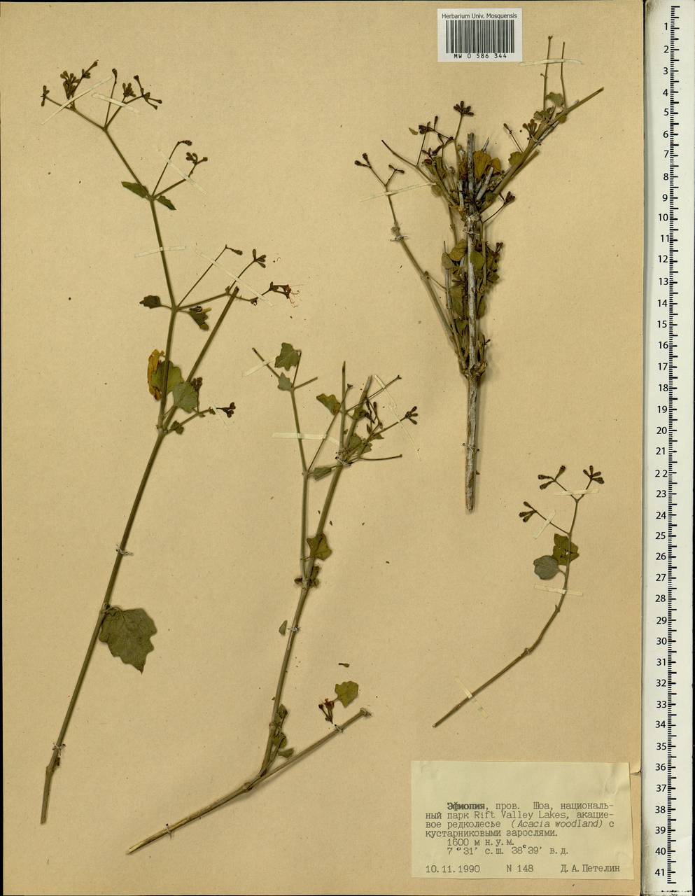 Nyctaginaceae, Африка (AFR) (Эфиопия)