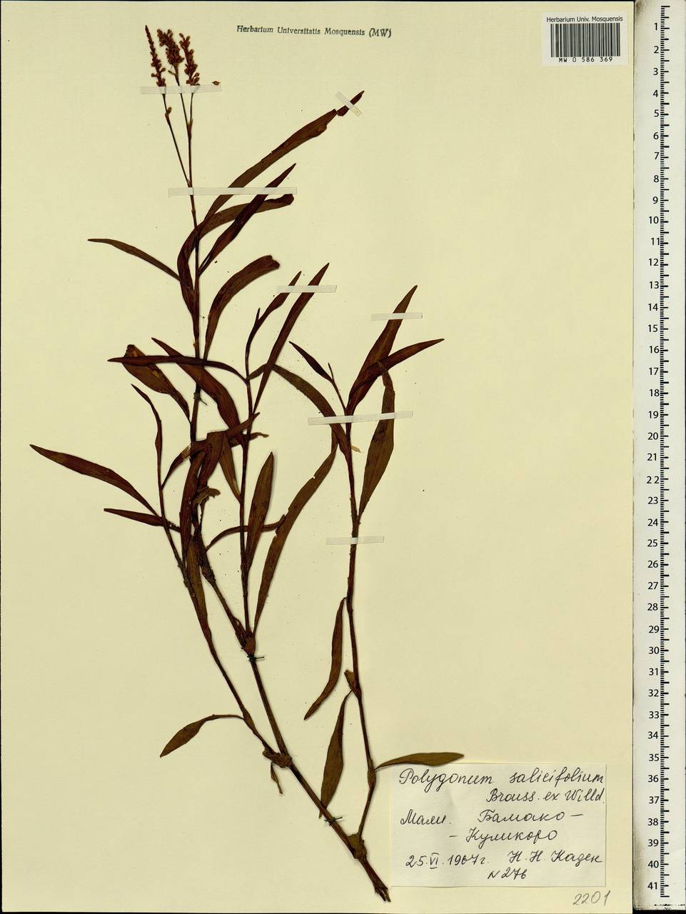 Горец иволистный (Brouss. ex Willd.) Assenov, Африка (AFR) (Мали)