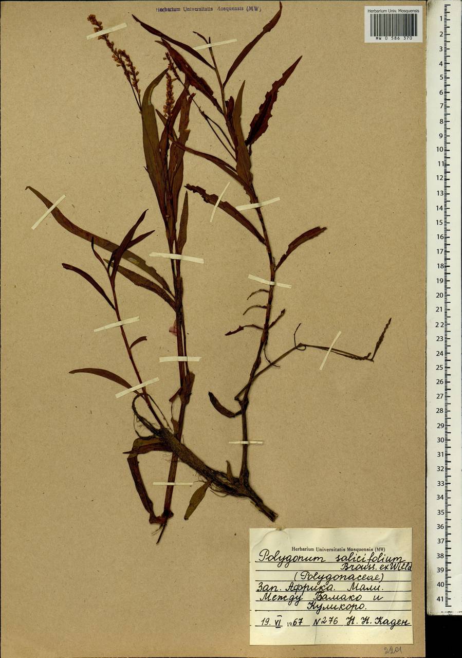 Горец иволистный (Brouss. ex Willd.) Assenov, Африка (AFR) (Мали)