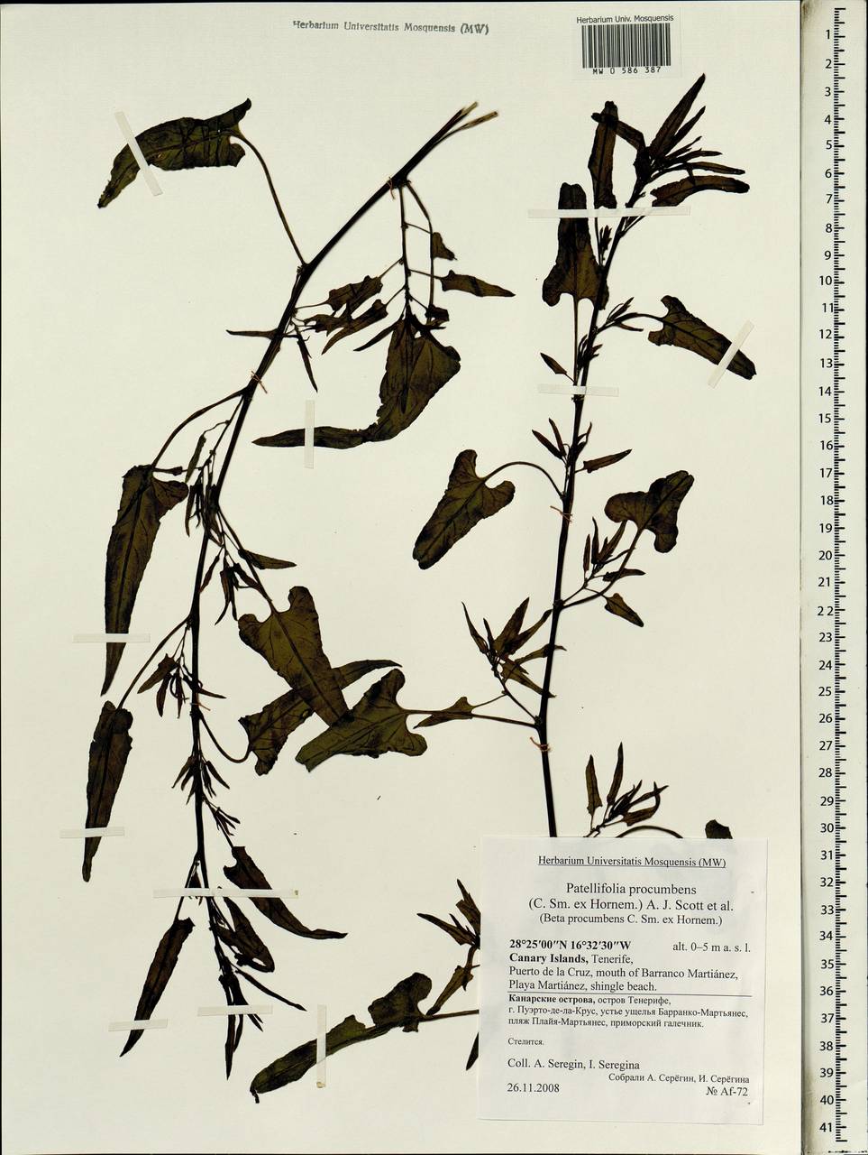 Patellifolia procumbens (C. Sm. ex Hornem.) A. J. Scott, Ford-Lloyd & J. T, Африка (AFR) (Испания)