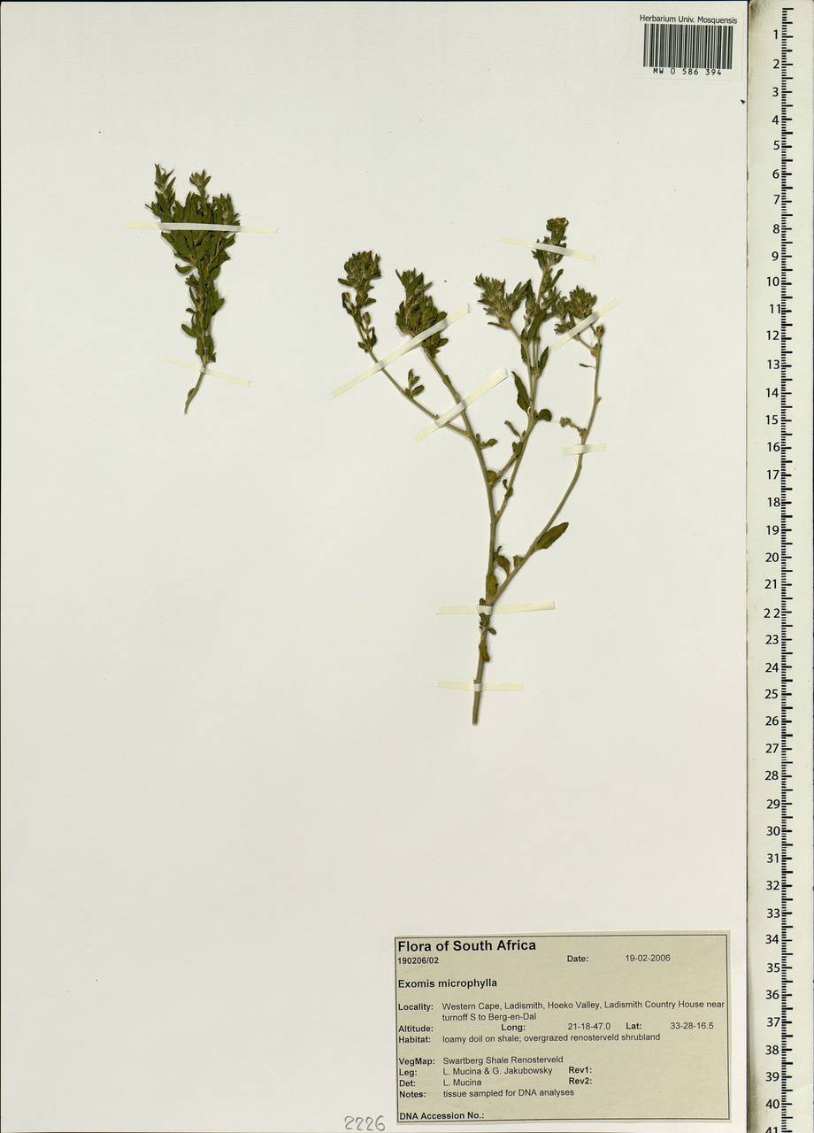 Exomis microphylla (Thunb.) Aellen, Африка (AFR) (ЮАР)