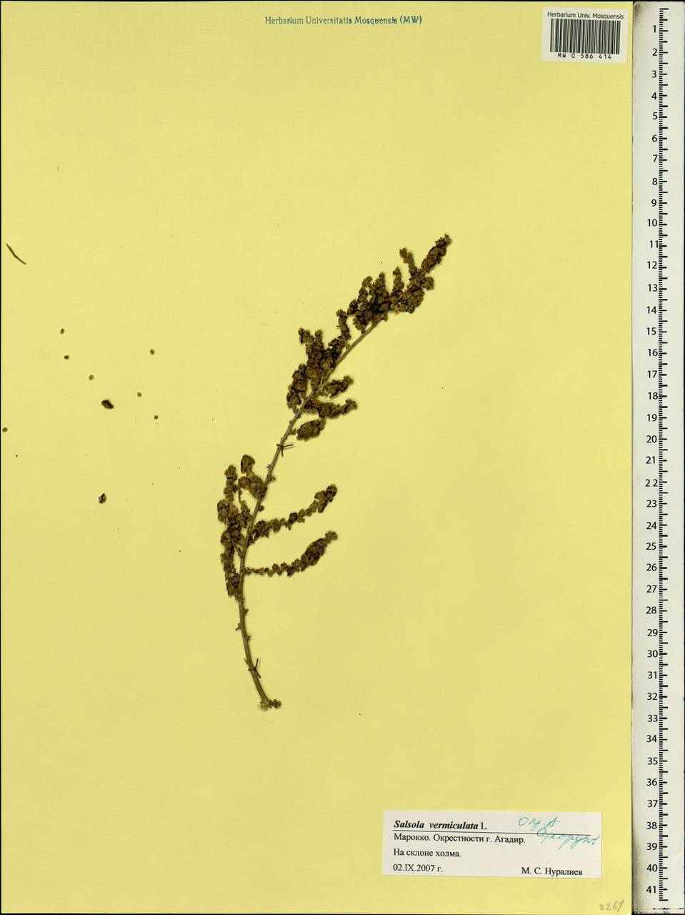 Nitrosalsola vermiculata (L.) Theodorova, Африка (AFR) (Марокко)