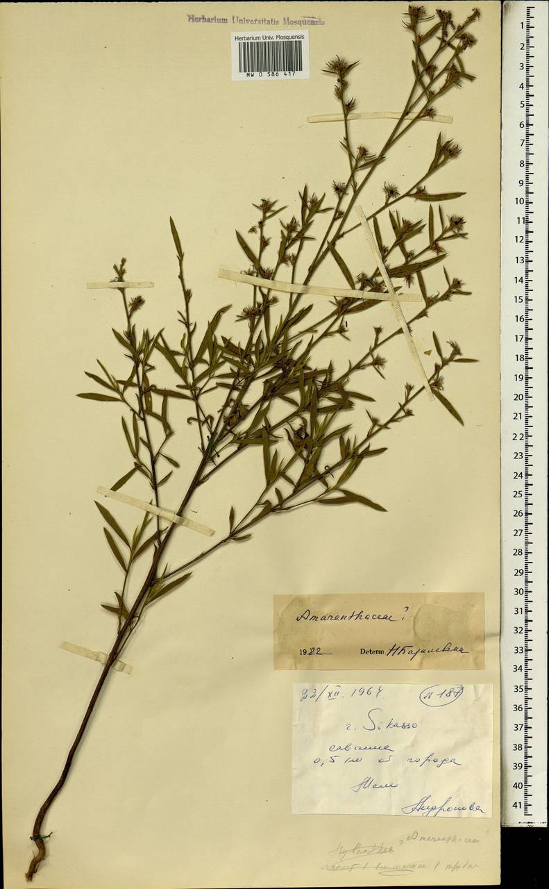 Amaranthaceae, Африка (AFR) (Мали)