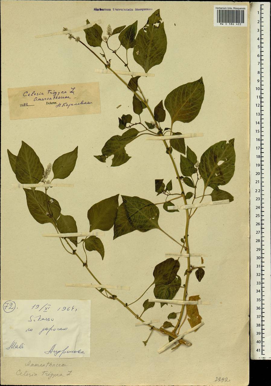Celosia trigyna L., Африка (AFR) (Мали)