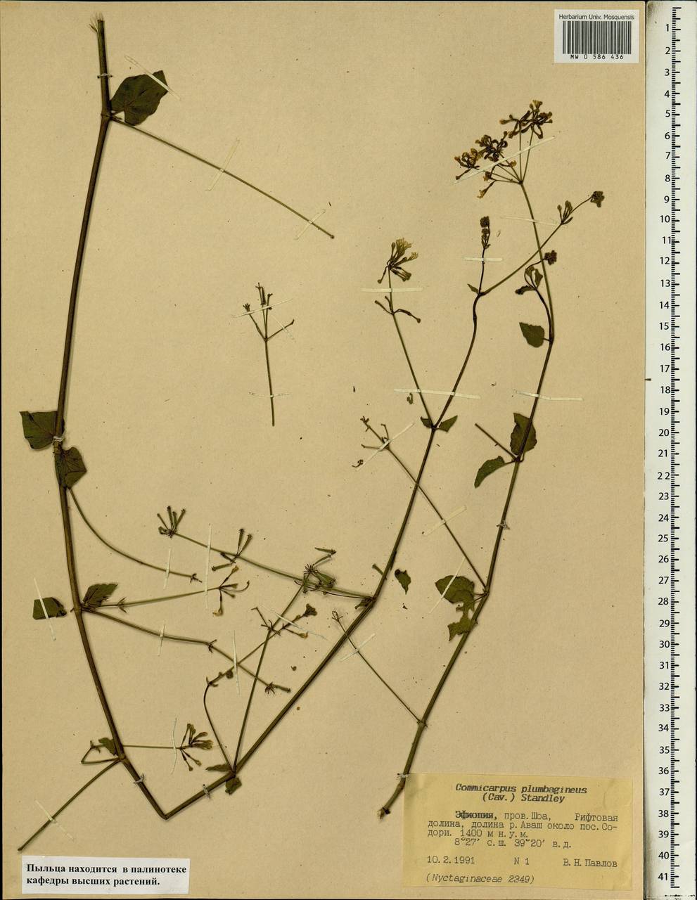 Commicarpus plumbagineus (Cav.) Standl., Африка (AFR) (Эфиопия)