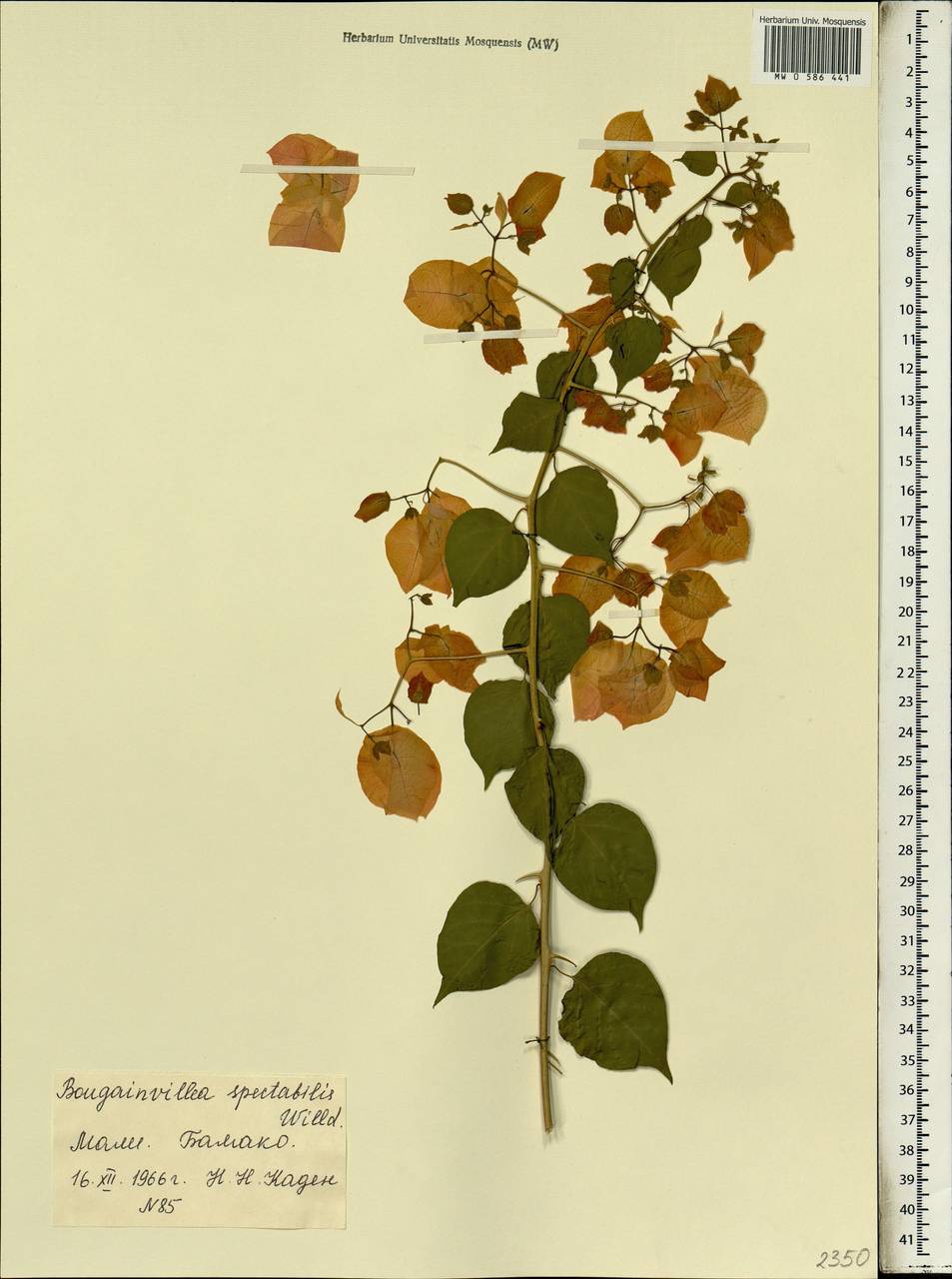 Бугенвиллия прекрасная Willd., Африка (AFR) (Мали)