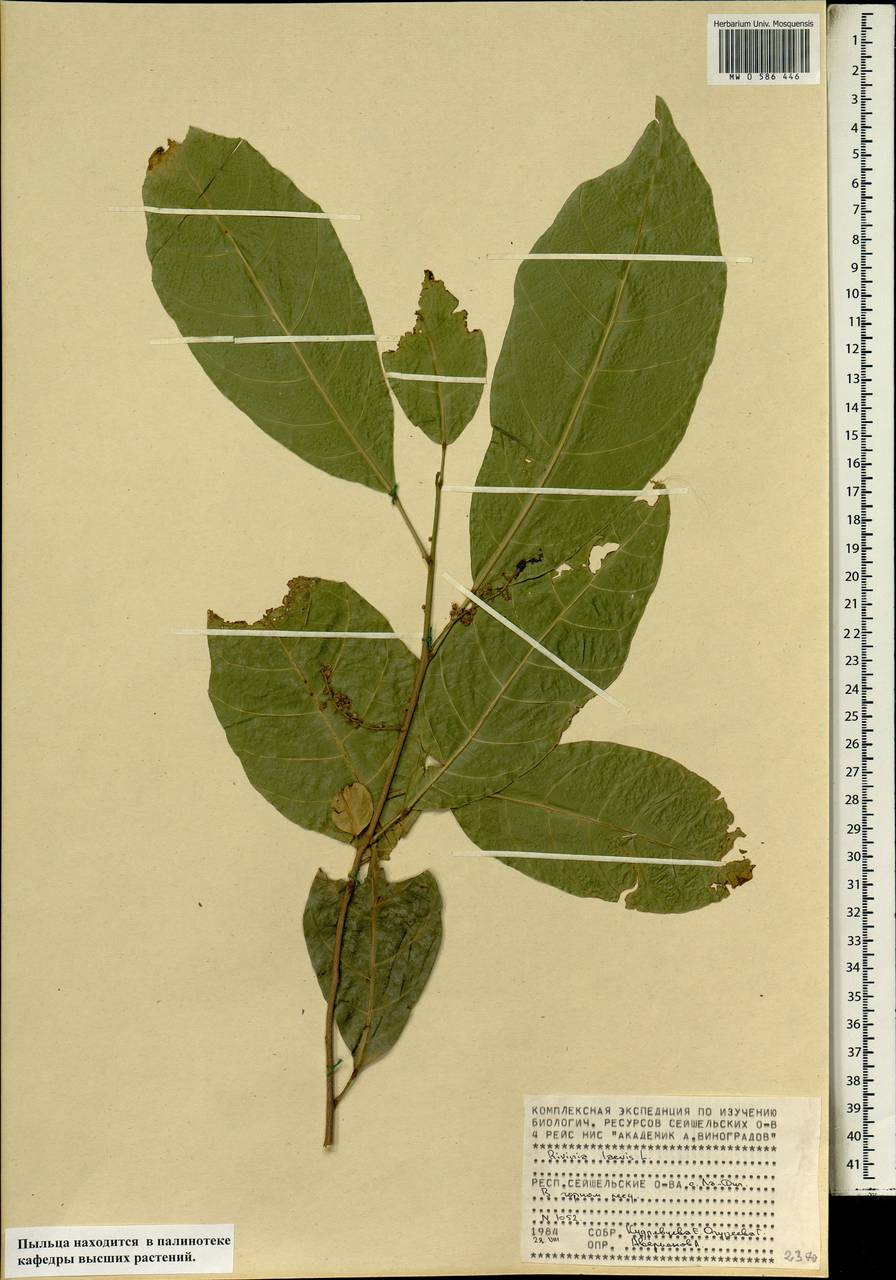 Rivina humilis L., Африка (AFR) (Сейшельские острова)