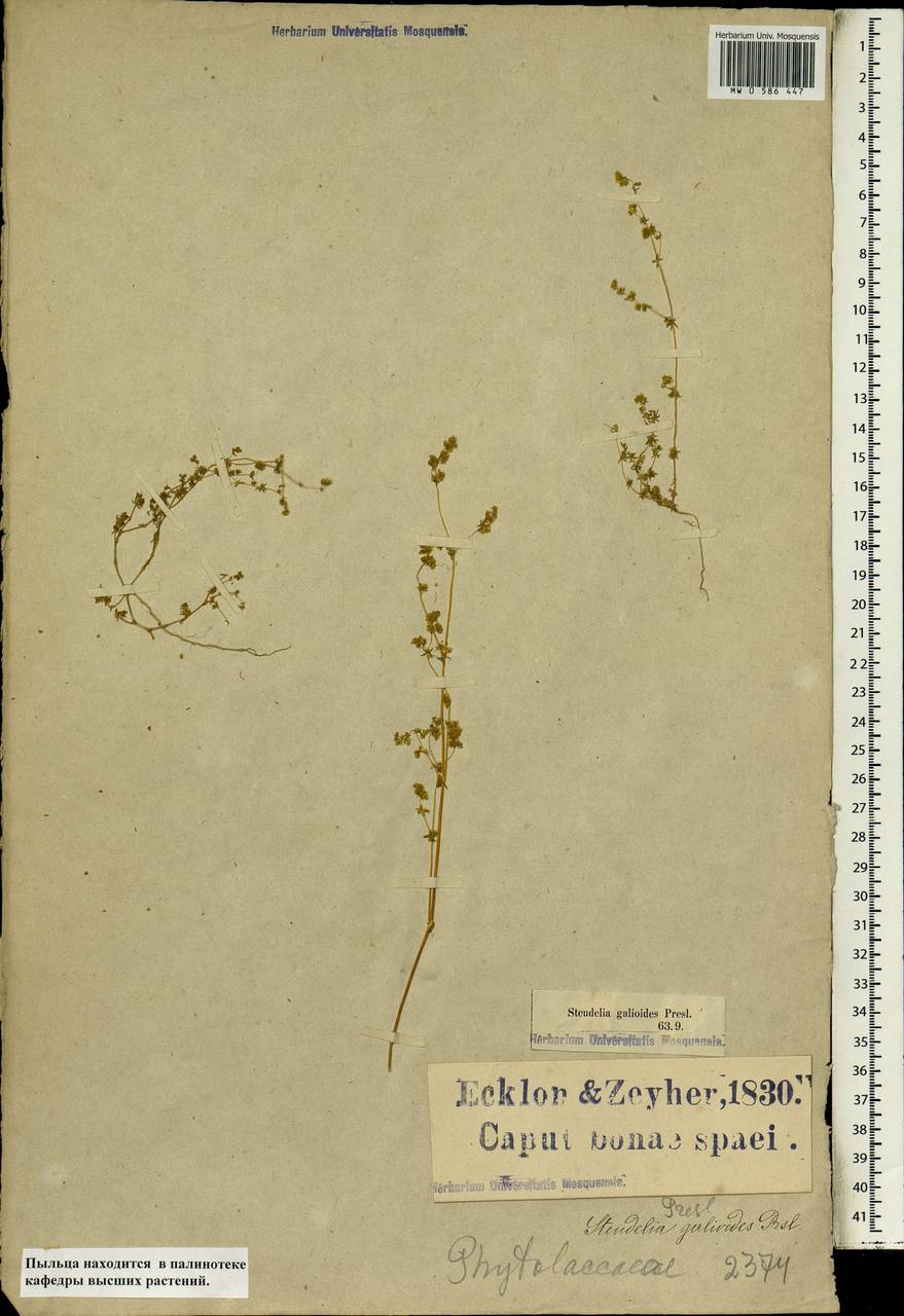 Adenogramma glomerata (L. fil.) Druce, Африка (AFR) (ЮАР)
