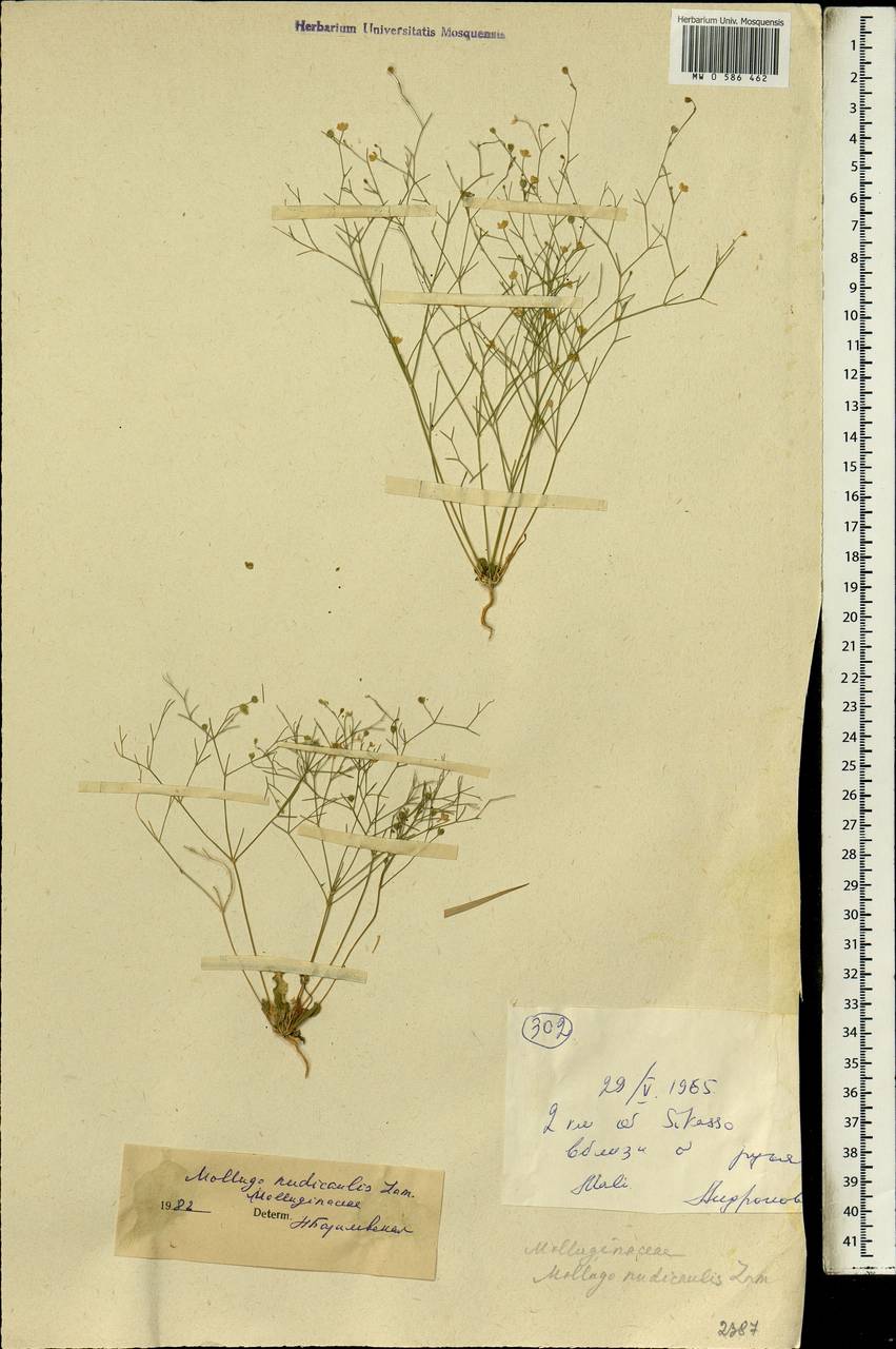 Paramollugo nudicaulis (Lam.) Thulin et al., Африка (AFR) (Мали)