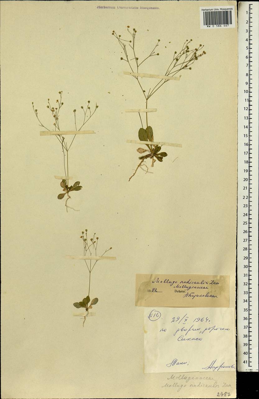 Paramollugo nudicaulis (Lam.) Thulin et al., Африка (AFR) (Мали)