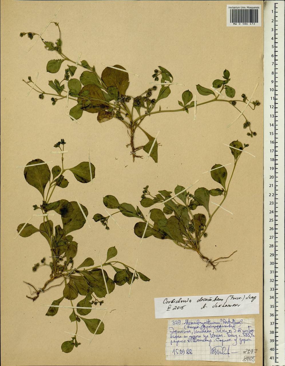 Corbichonia decumbens (Forssk.) Exell, Африка (AFR) (Эфиопия)