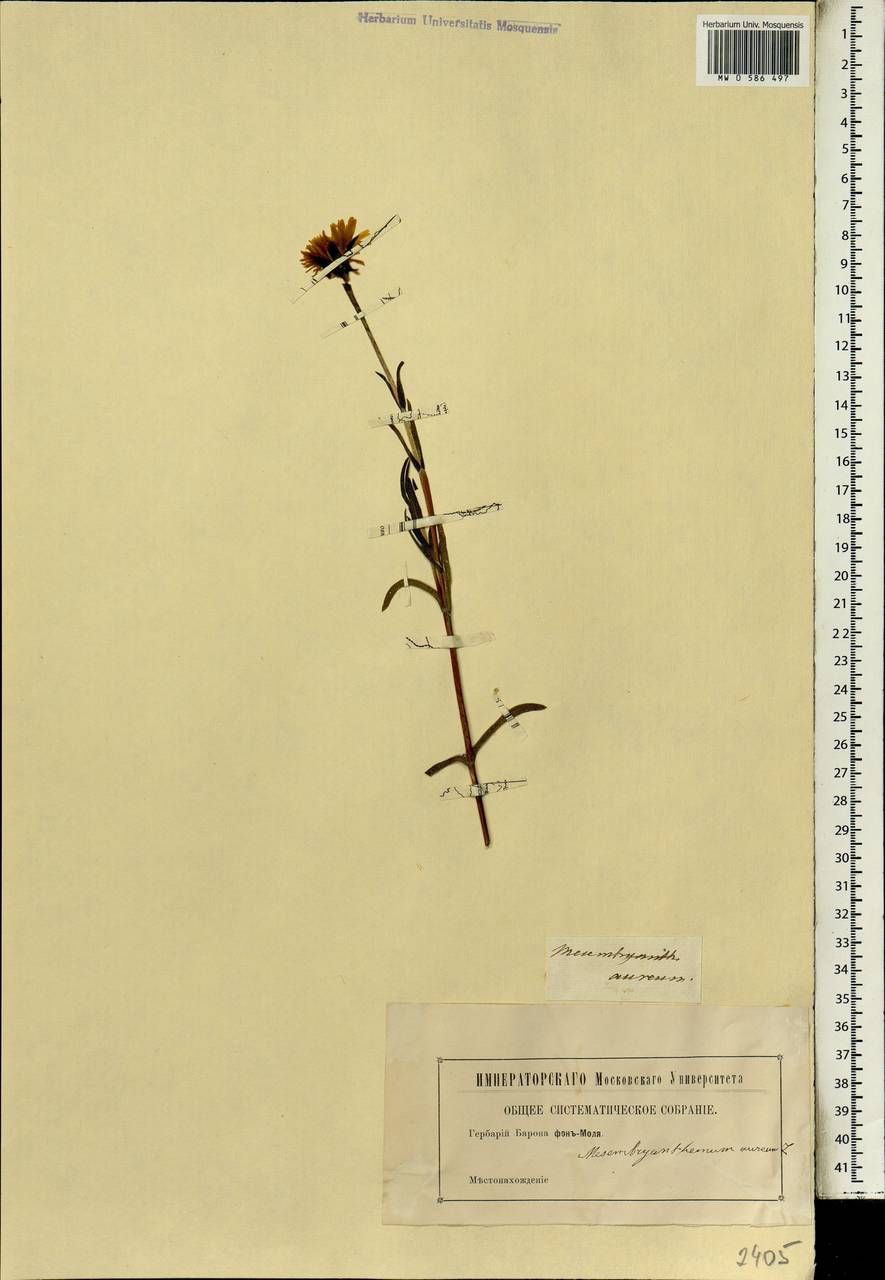 Lampranthus aureus (L.) N.E. Br., Африка (AFR) (Неизвестно)