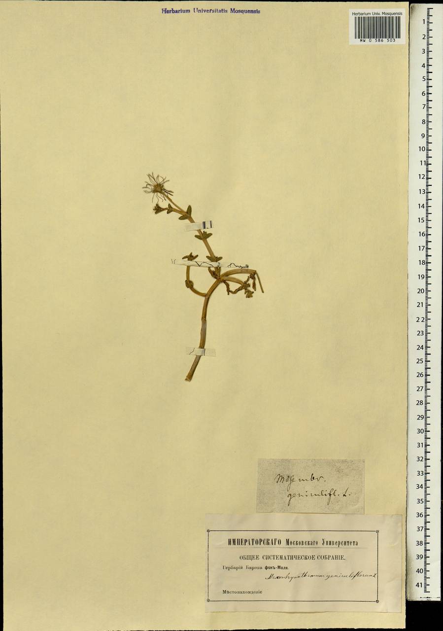 Mesembryanthemum geniculiflorum L., Африка (AFR) (Неизвестно)