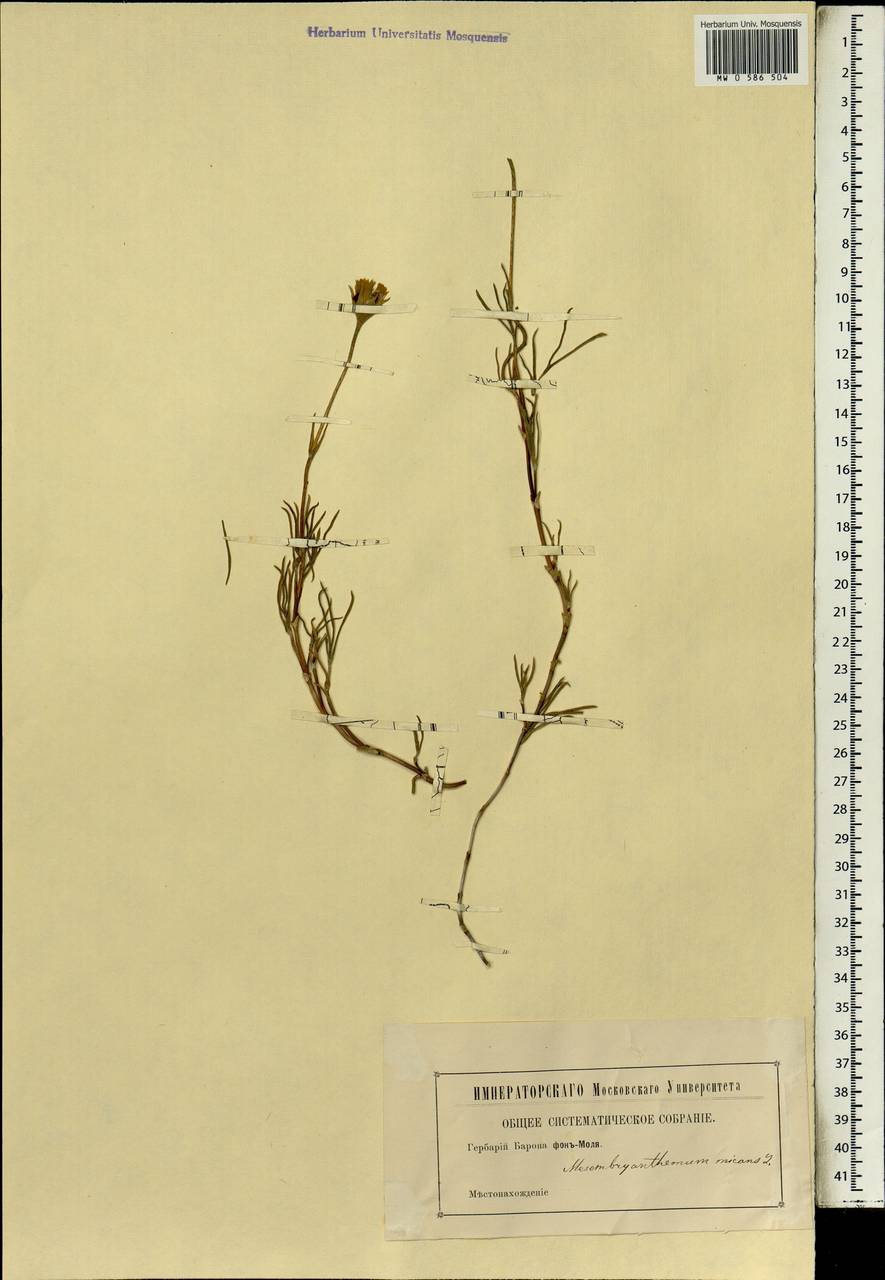 Drosanthemum micans (L.) Schwant., Африка (AFR) (Неизвестно)